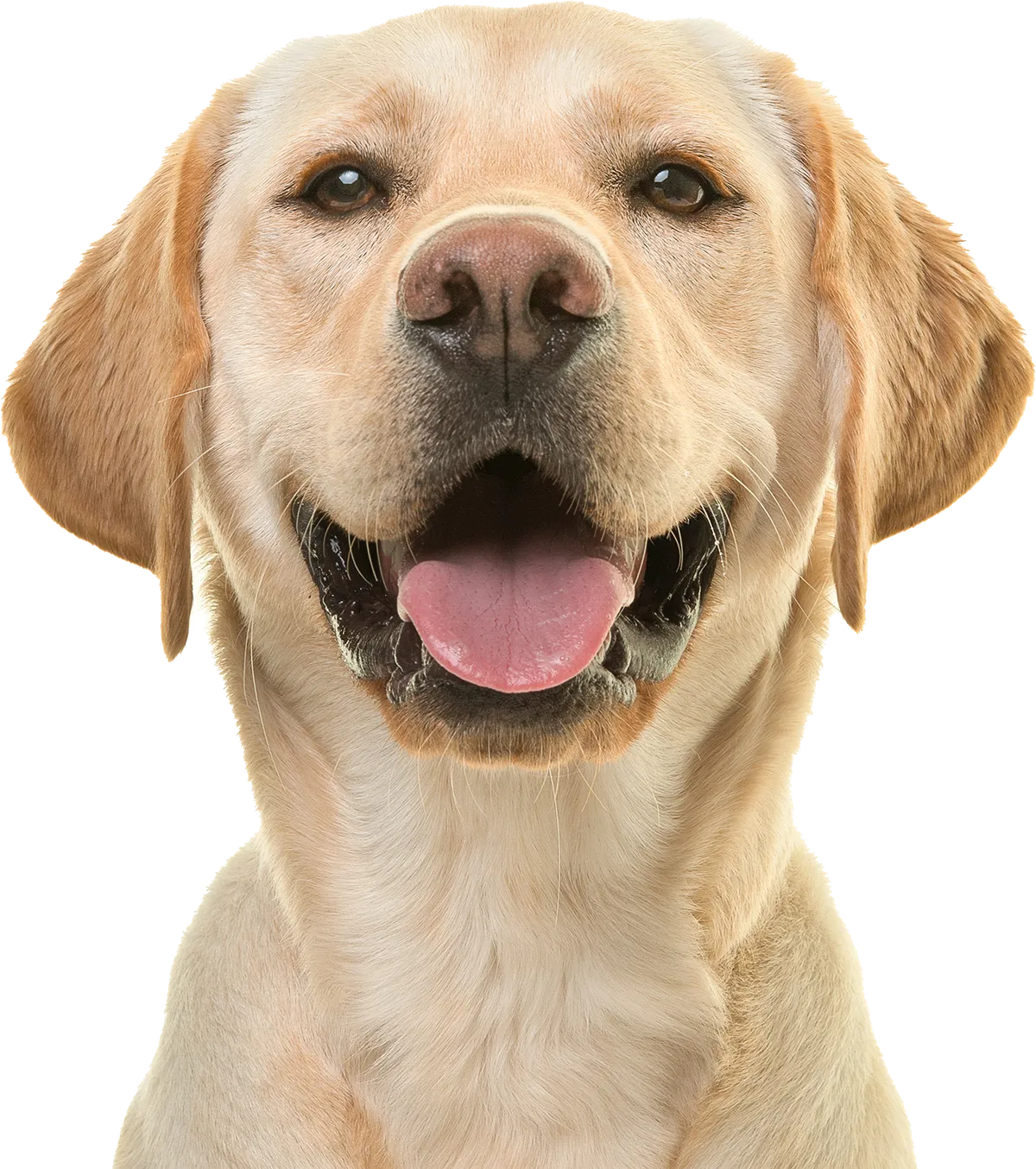 Söt och energisk familjehund poserar på vit bakgrund
