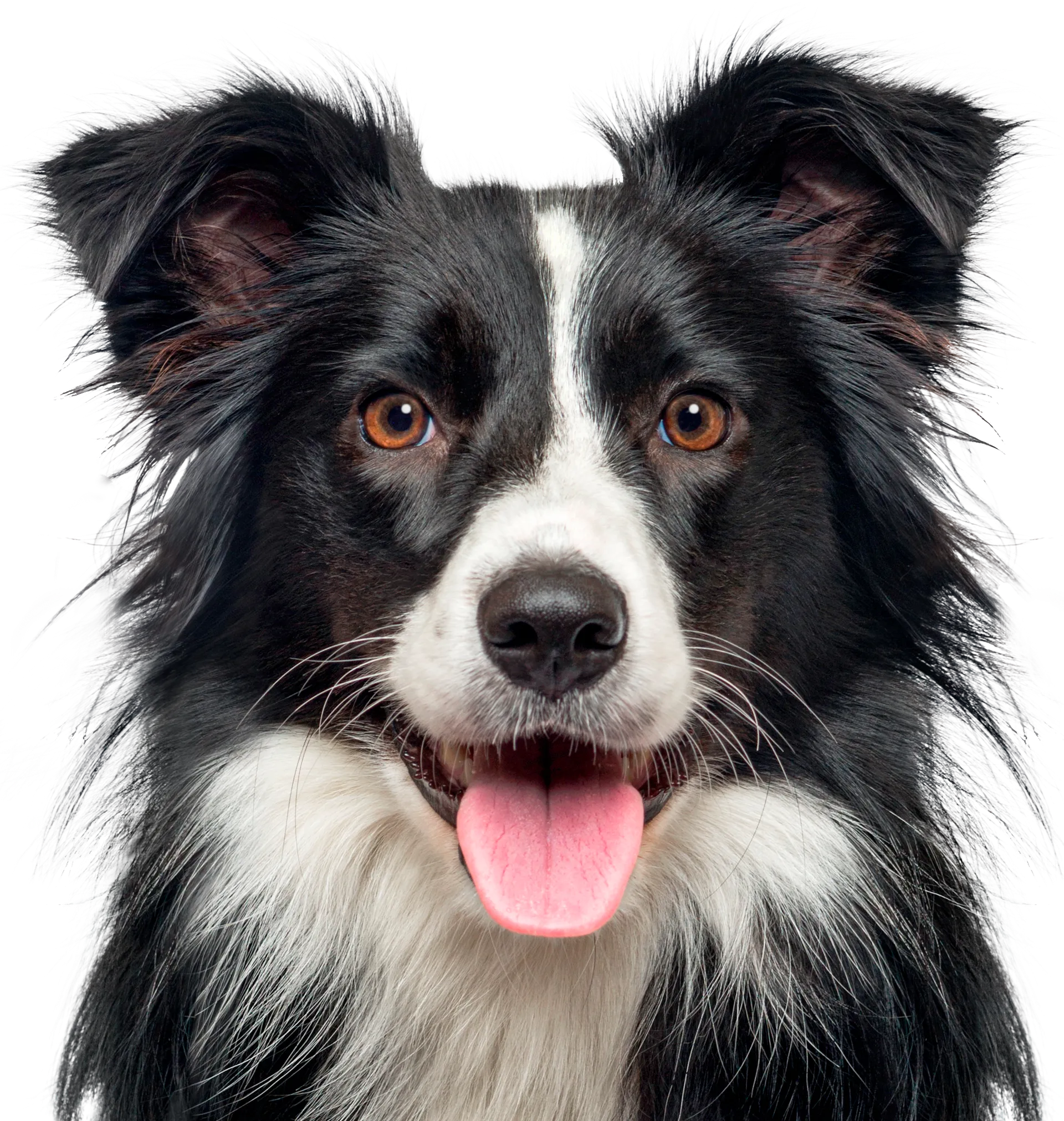 Glad Border Collie med öppen mun och svartvit päls