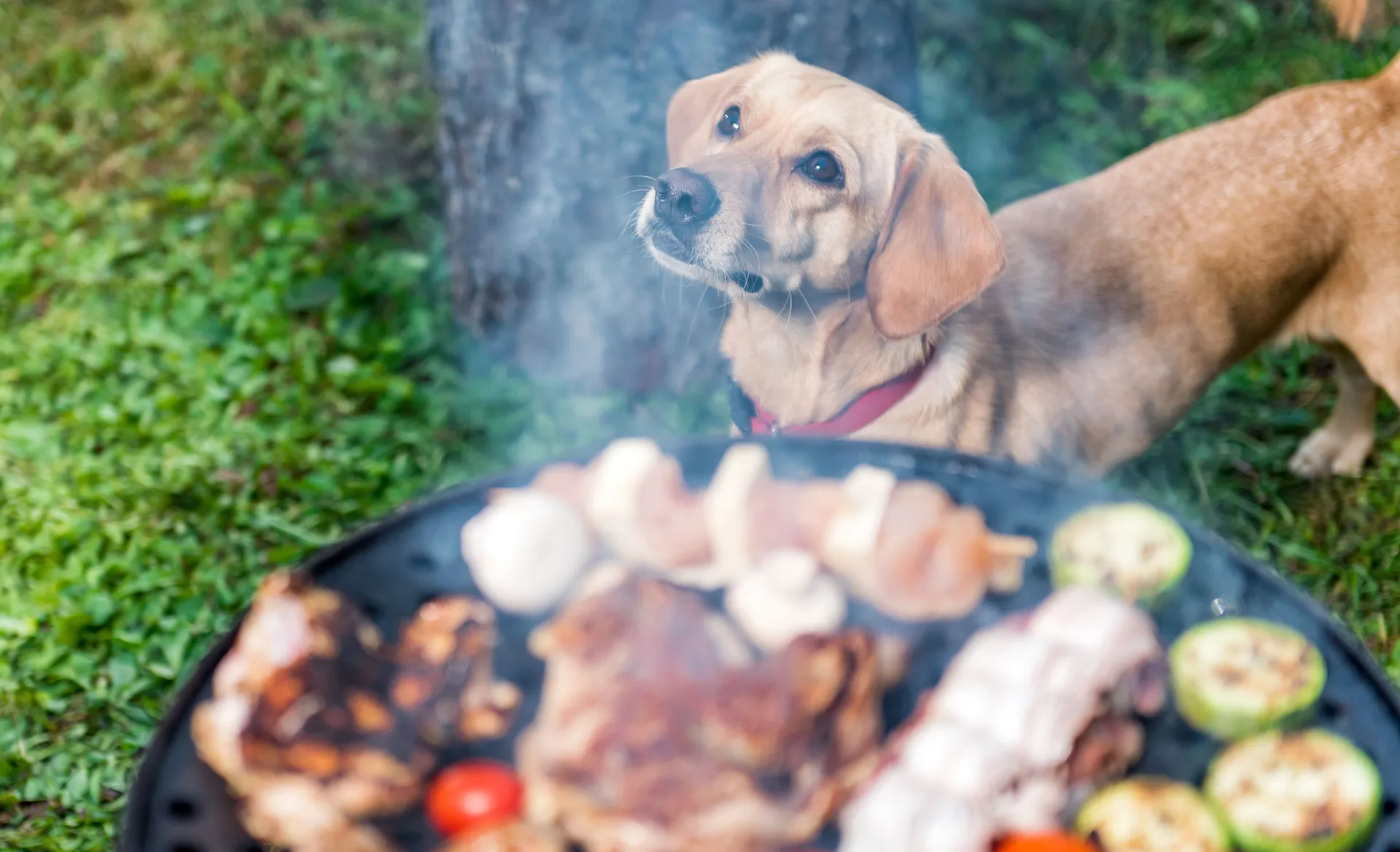 hund grill