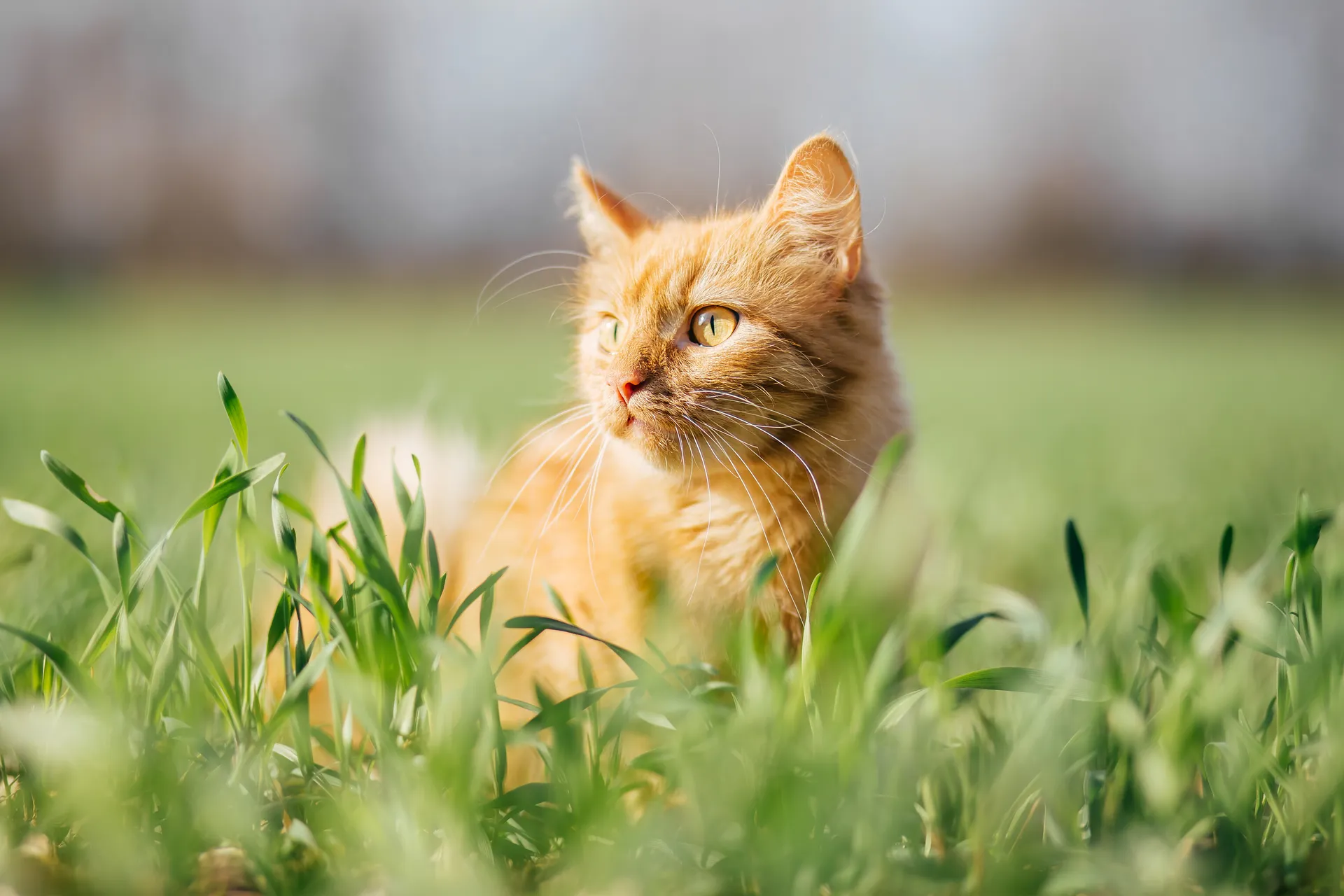 Orange katt