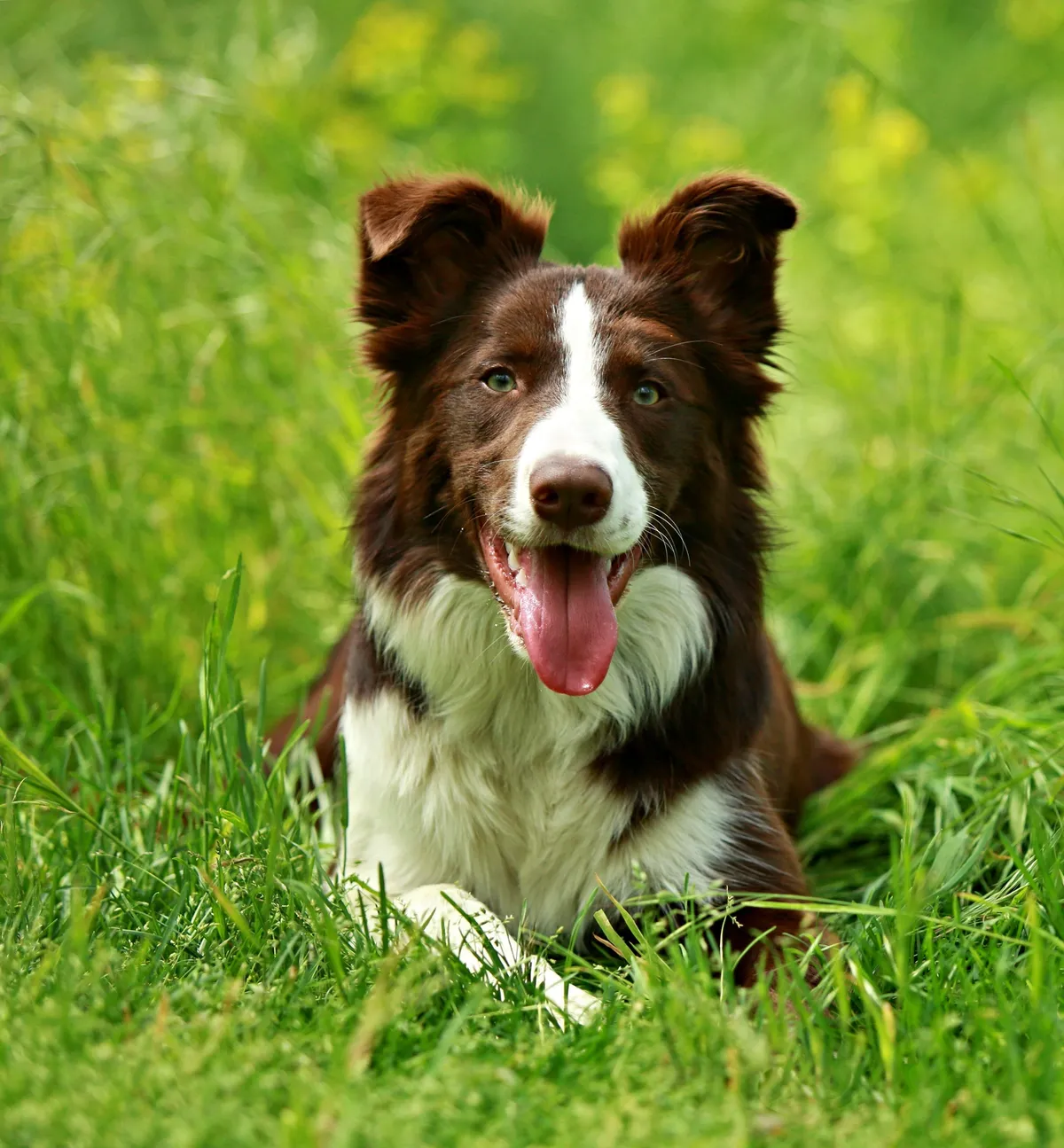 Hund i gräs, beskuren