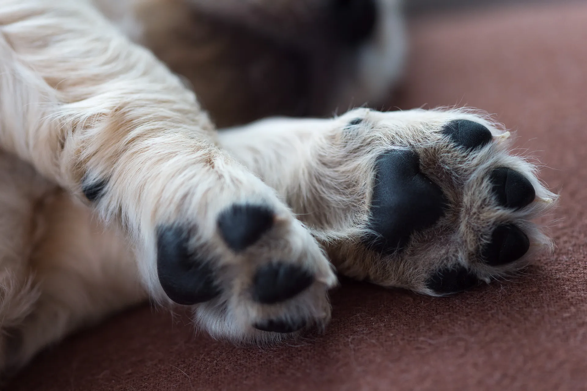 Hund tass tassar