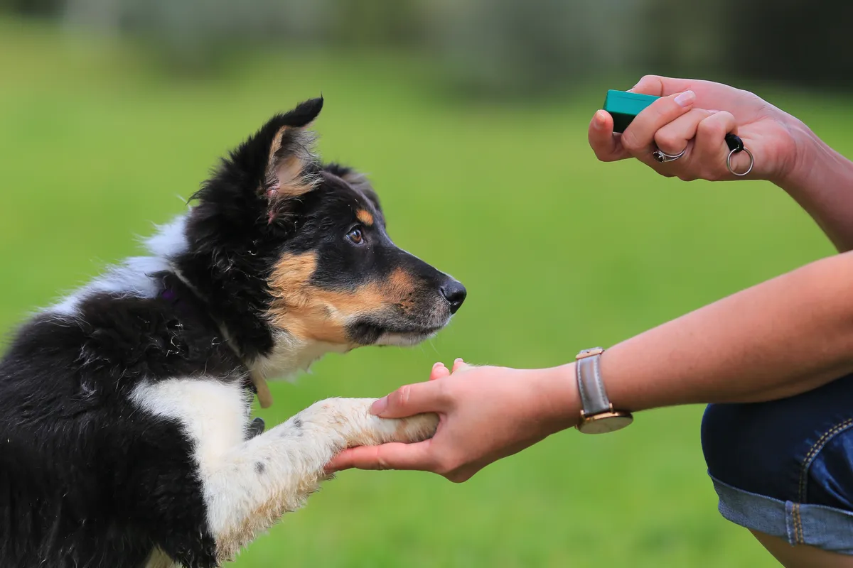 hund valp clicker träning