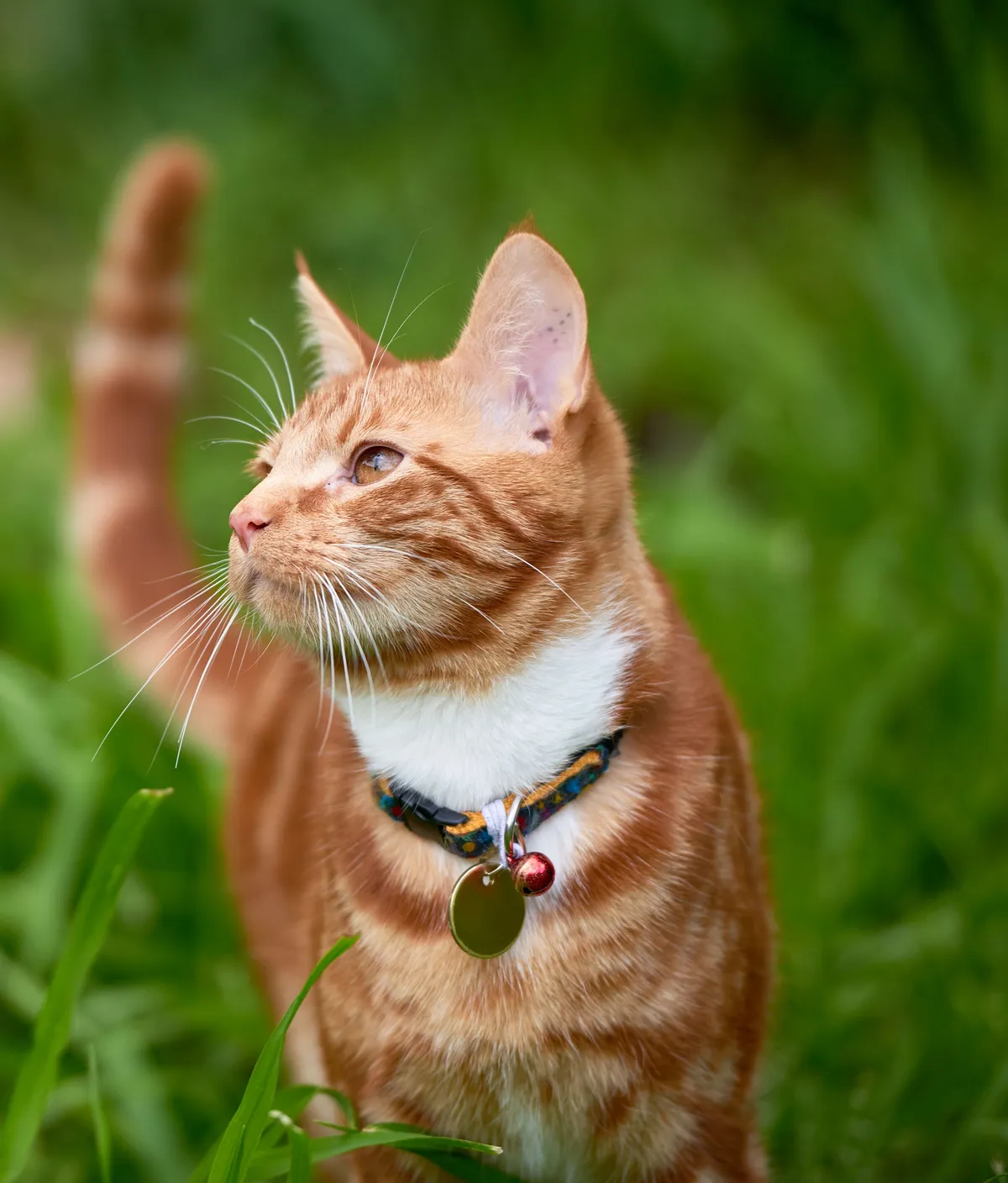 Katt i gräs, beskuren