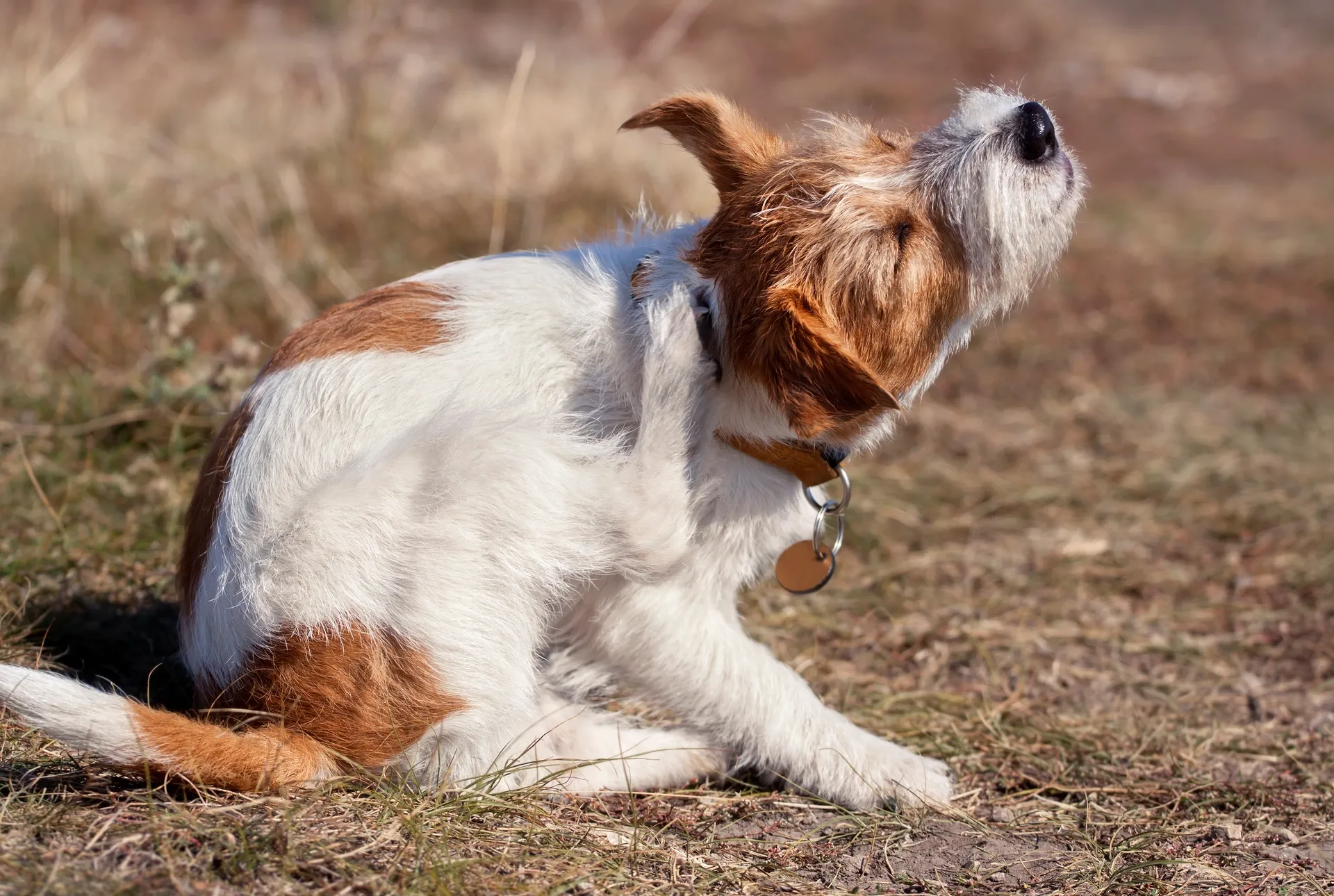 Hund kliar sig