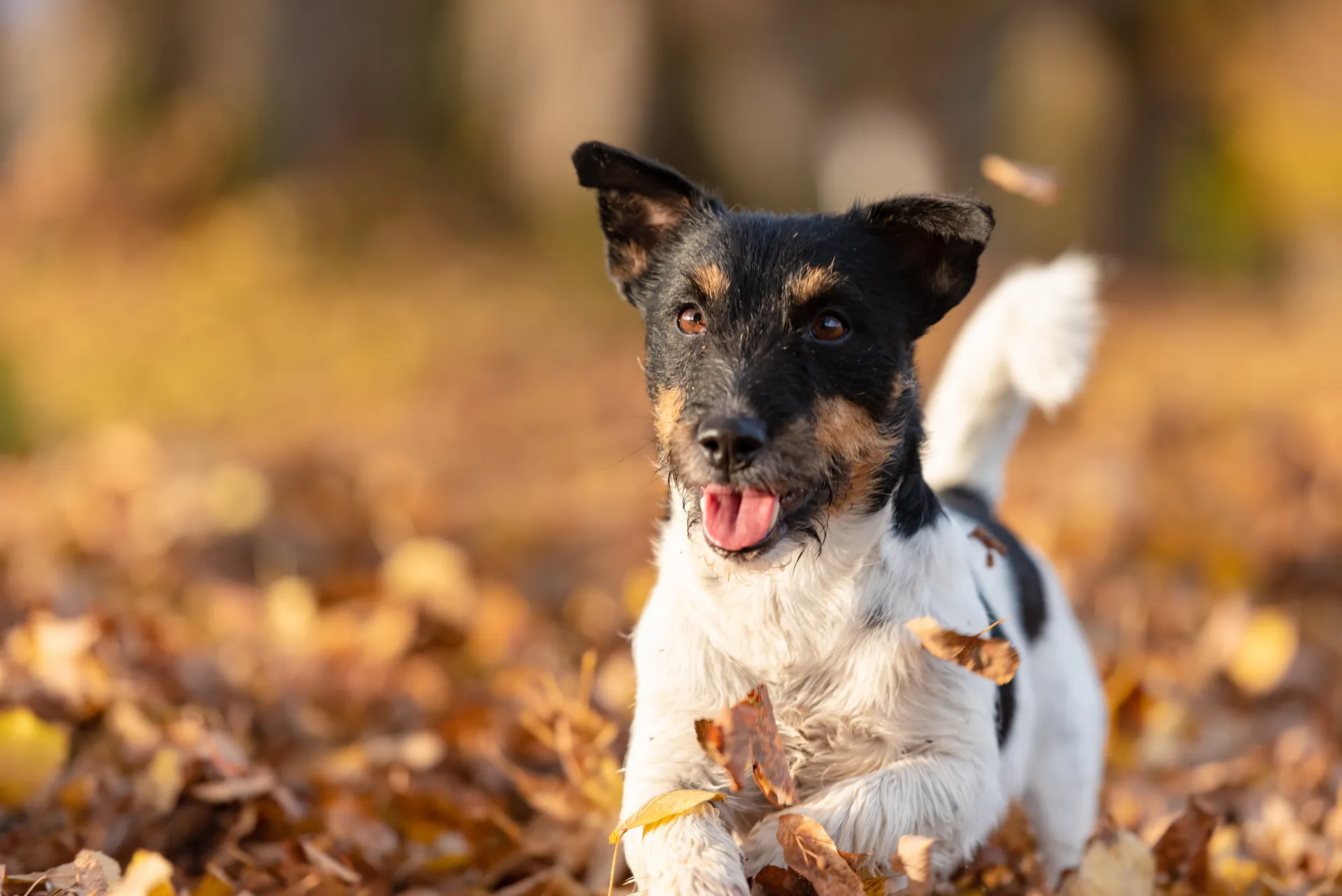 hund i löv