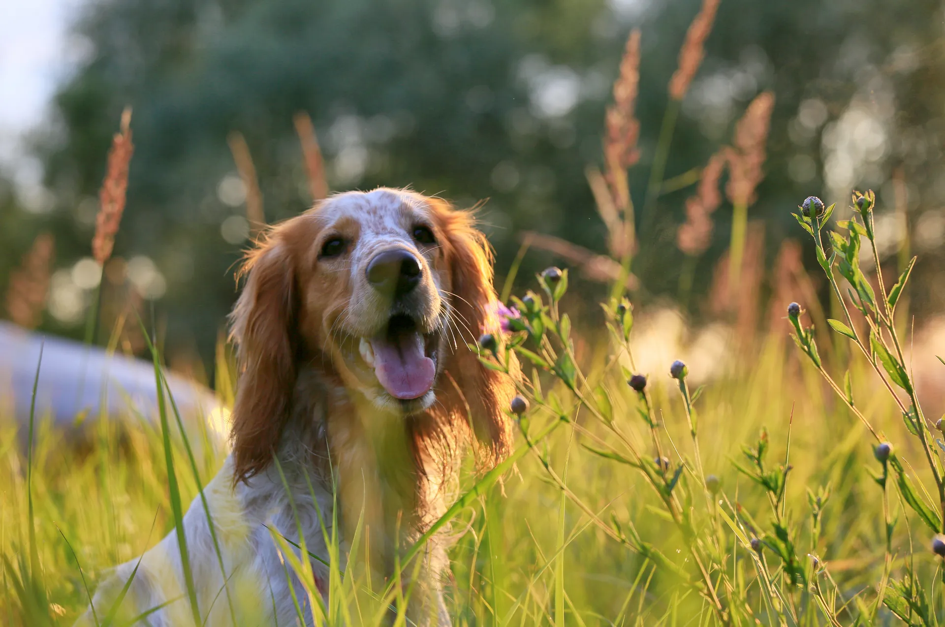Hund sommar gräs