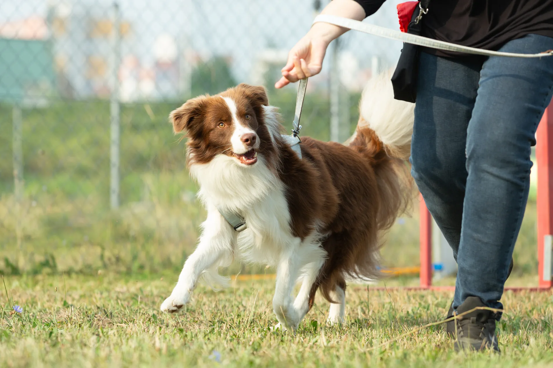 Border collie tränar