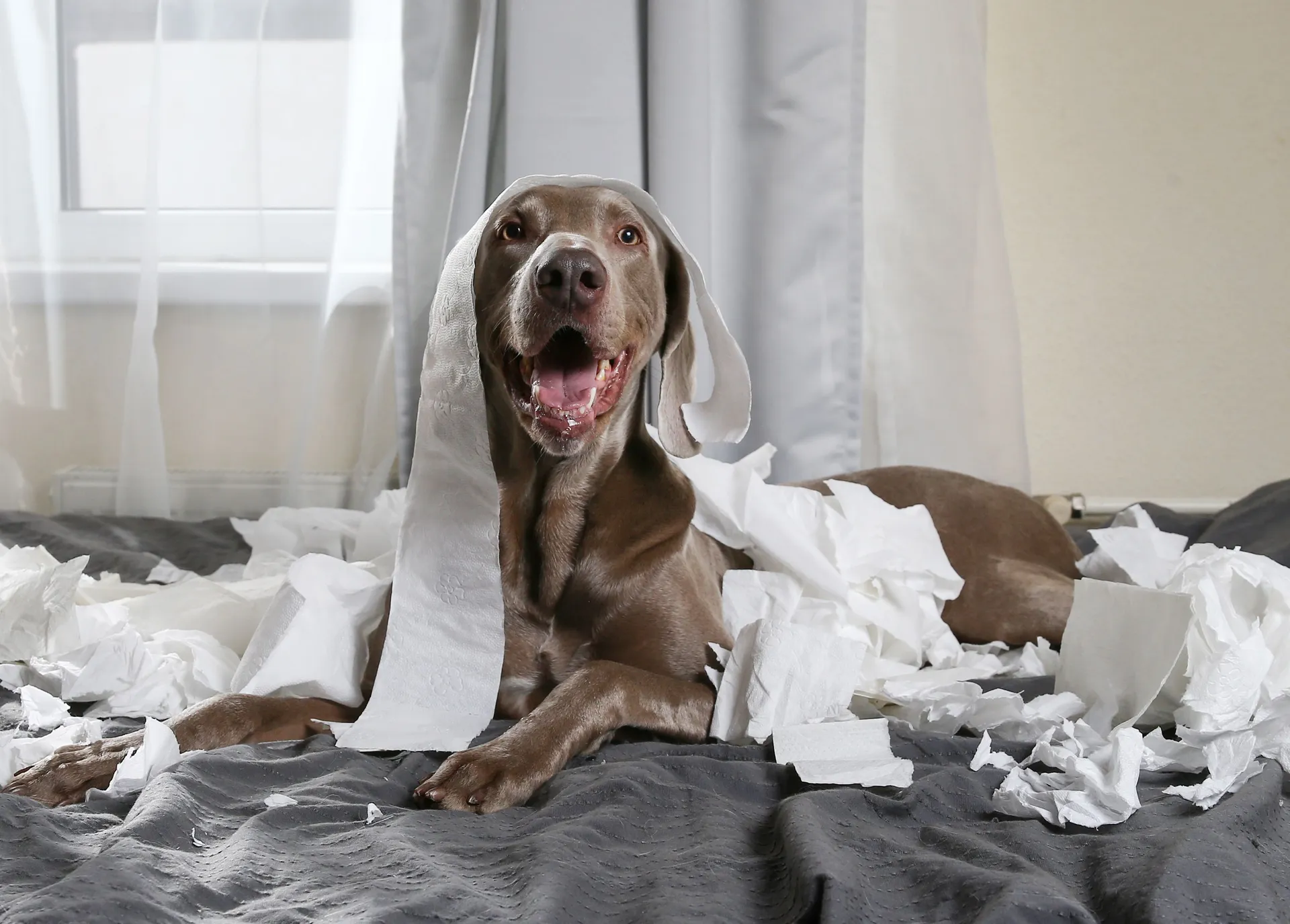 Hund på säng, bitit sönder papper