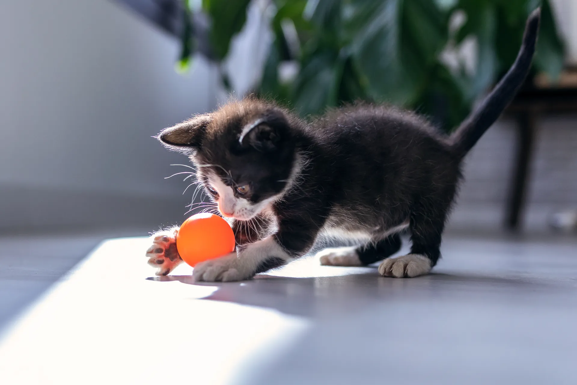 kattunge leker leksak