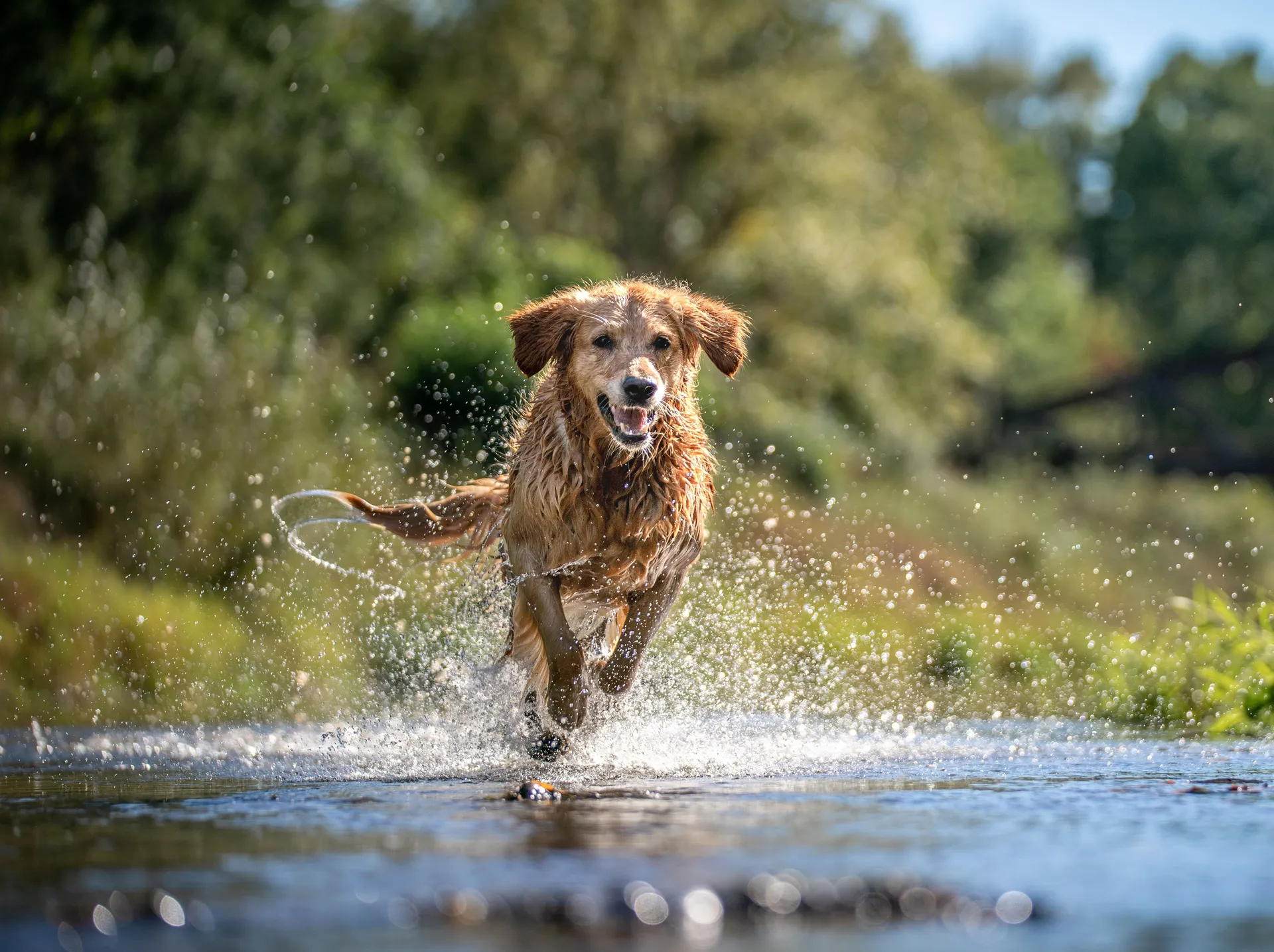 Hund vatten