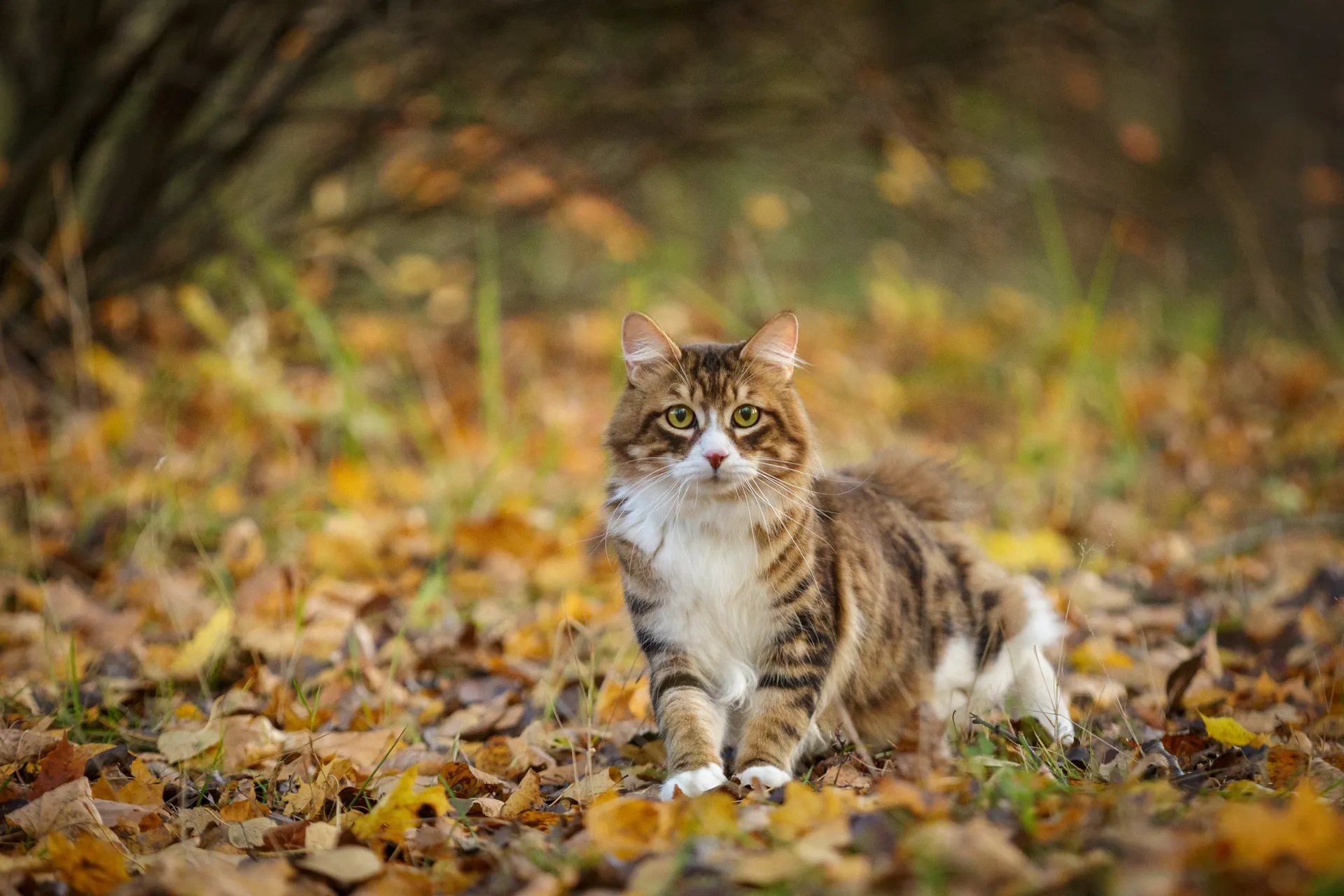 Katt i skog