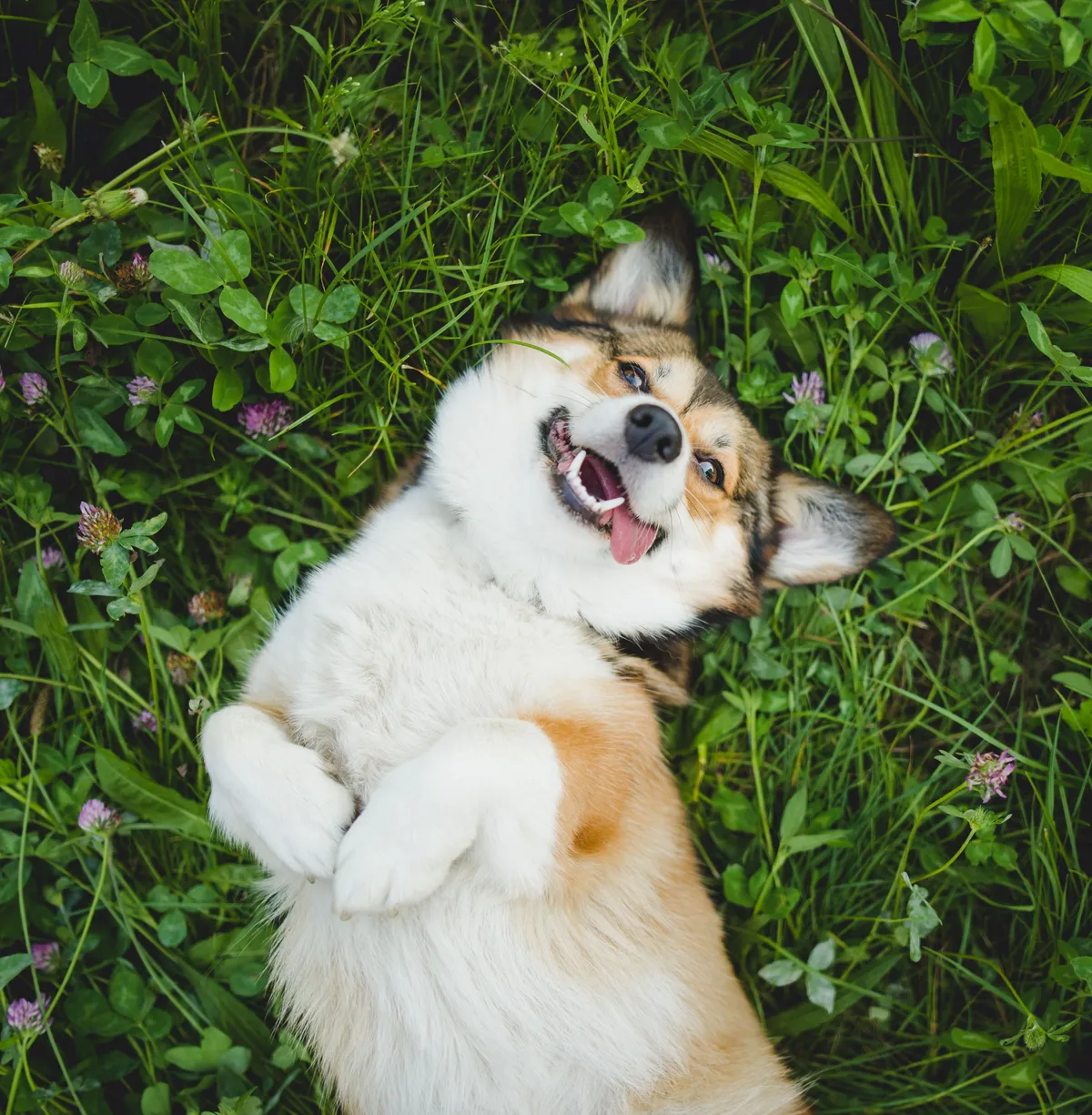 Hund i gräs, beskuren