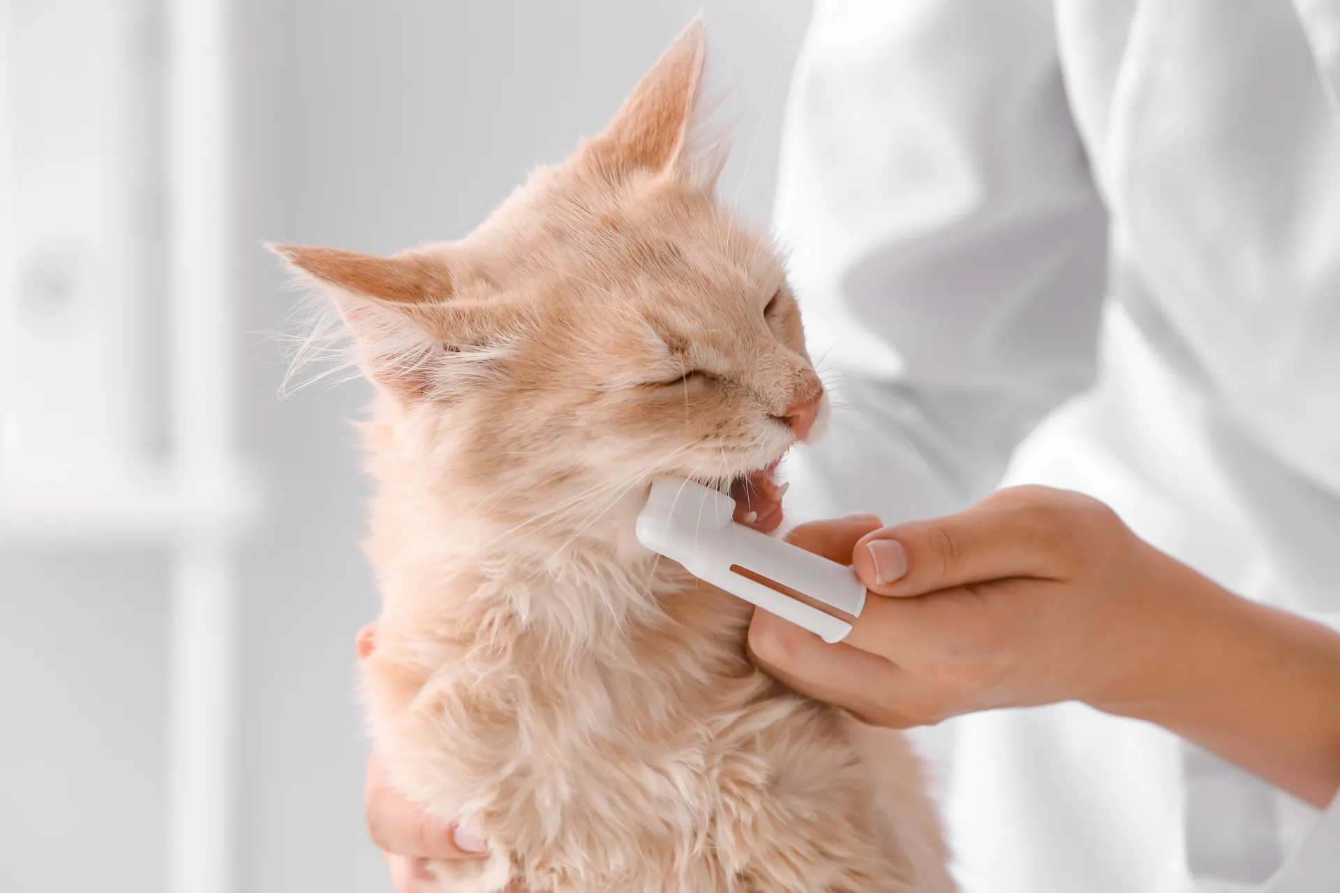 katt tandborste borstar tänder