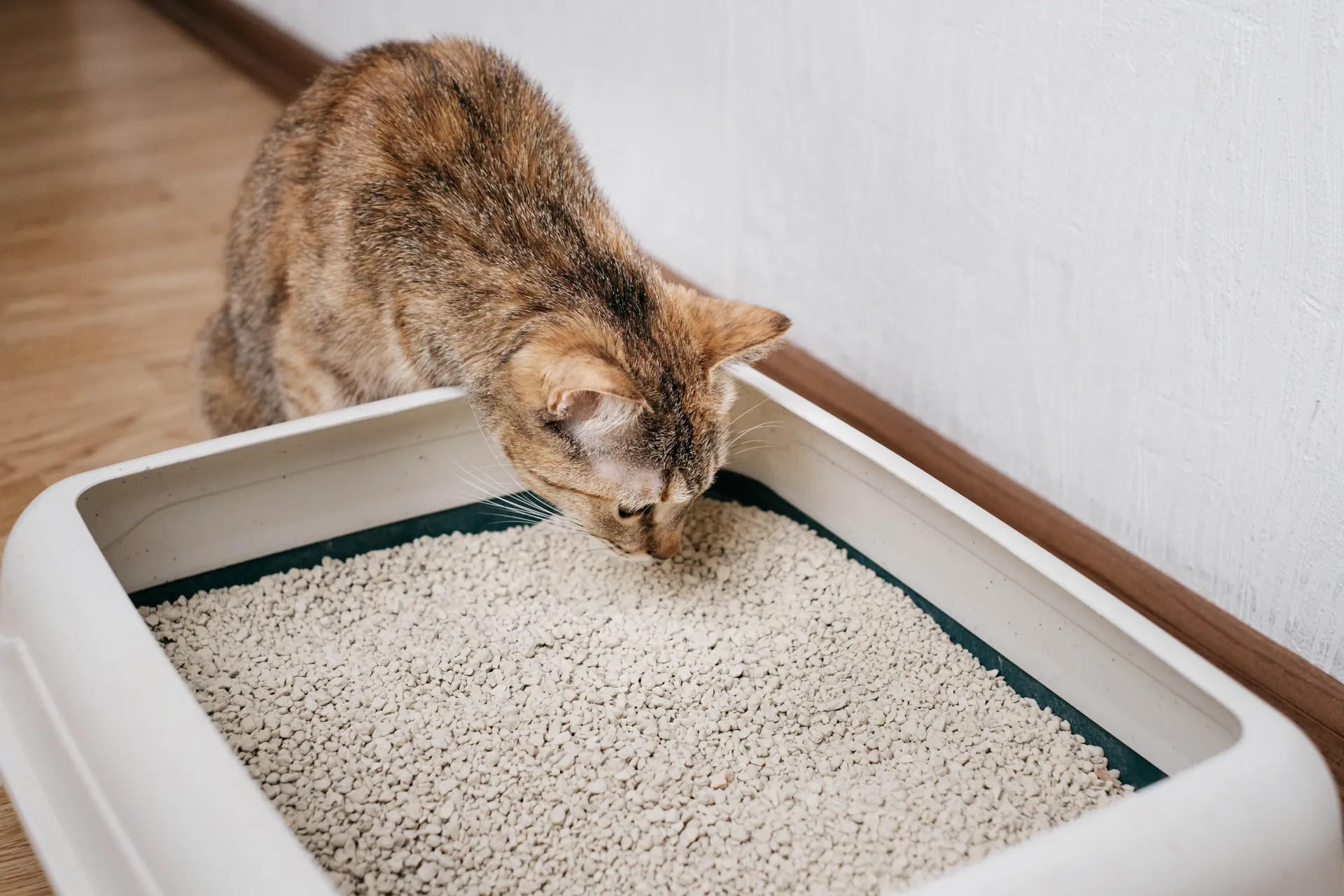 kattlåda