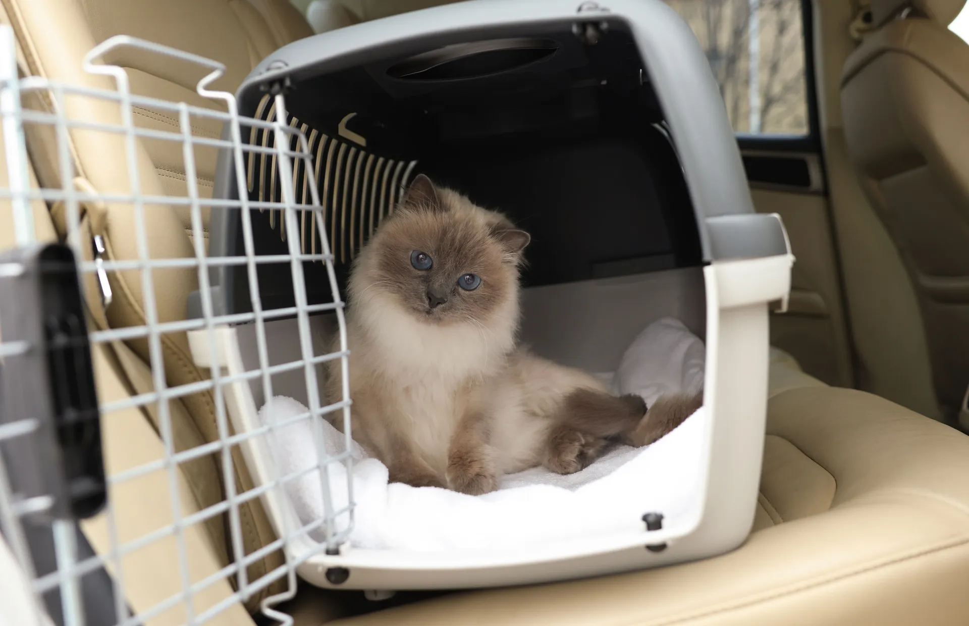Katt i transportbur bil