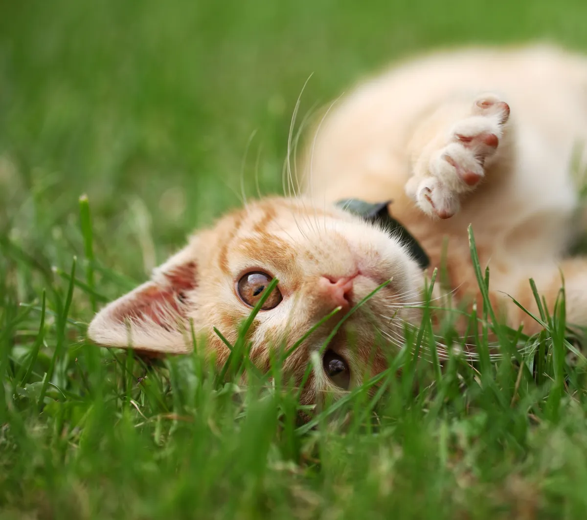 Katt i gräs, beskuren