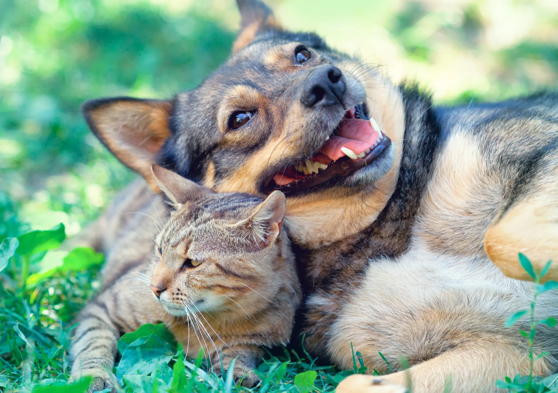 Hund och katt i gräs