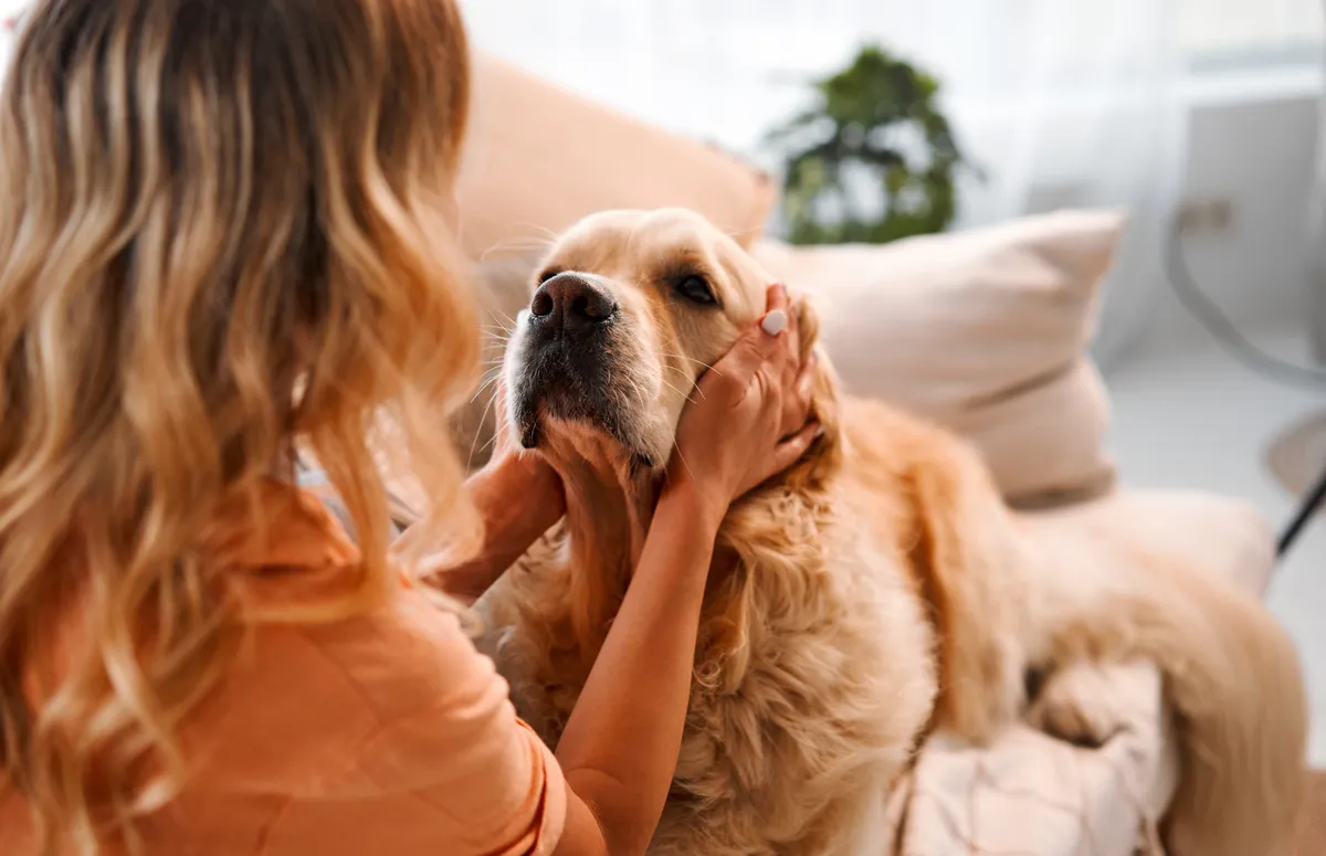 Kvinna klappar hund golden retriever