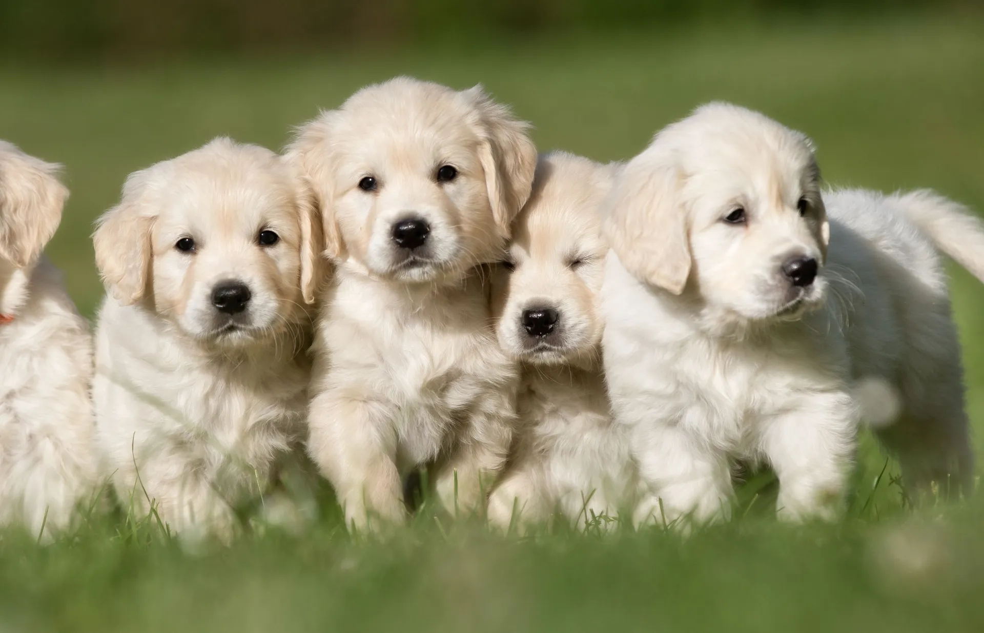 Fyra Golden Retriever valpar sitter tillsammans på gräsmatta