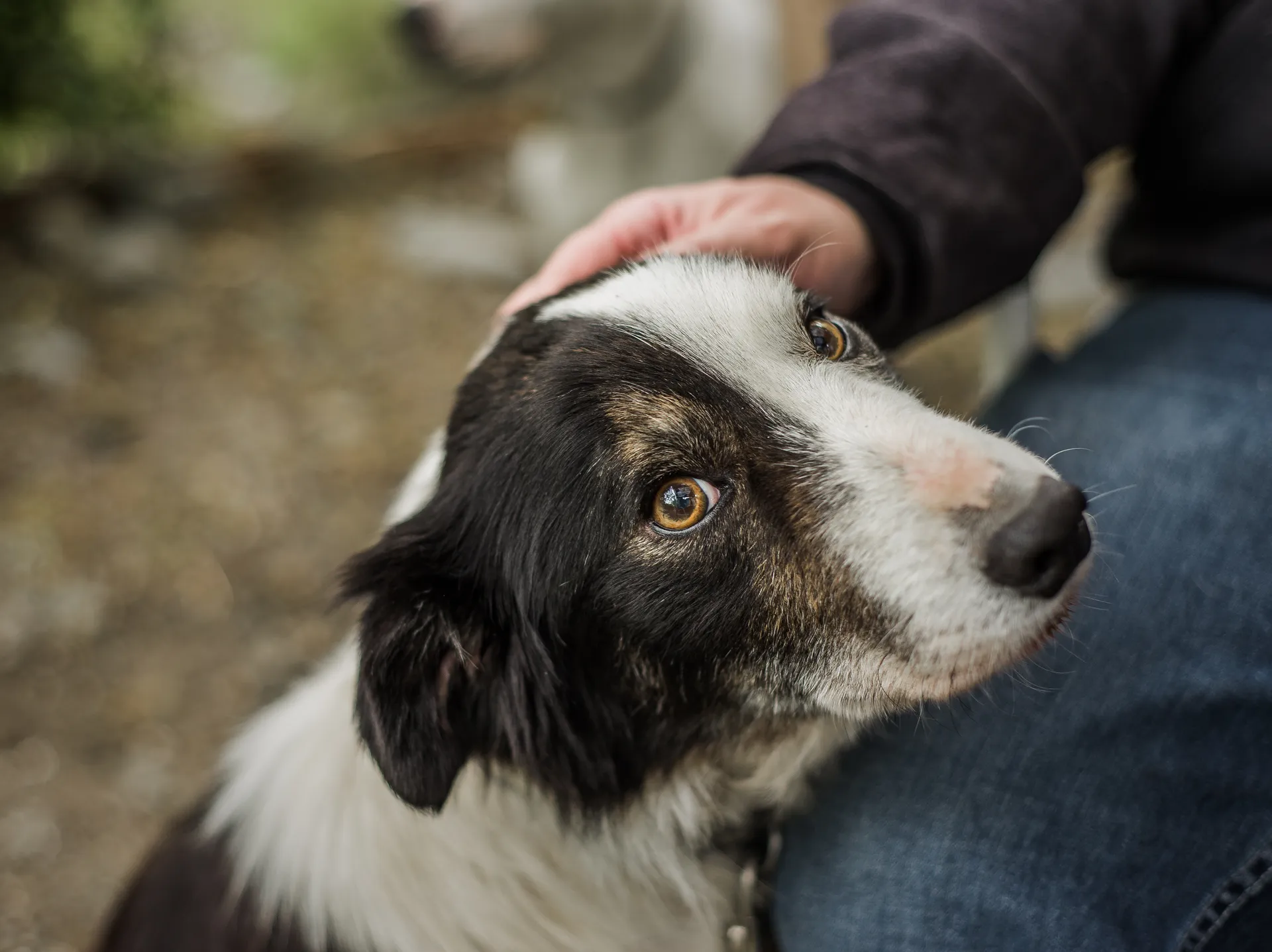 Åskrädsla hos hund