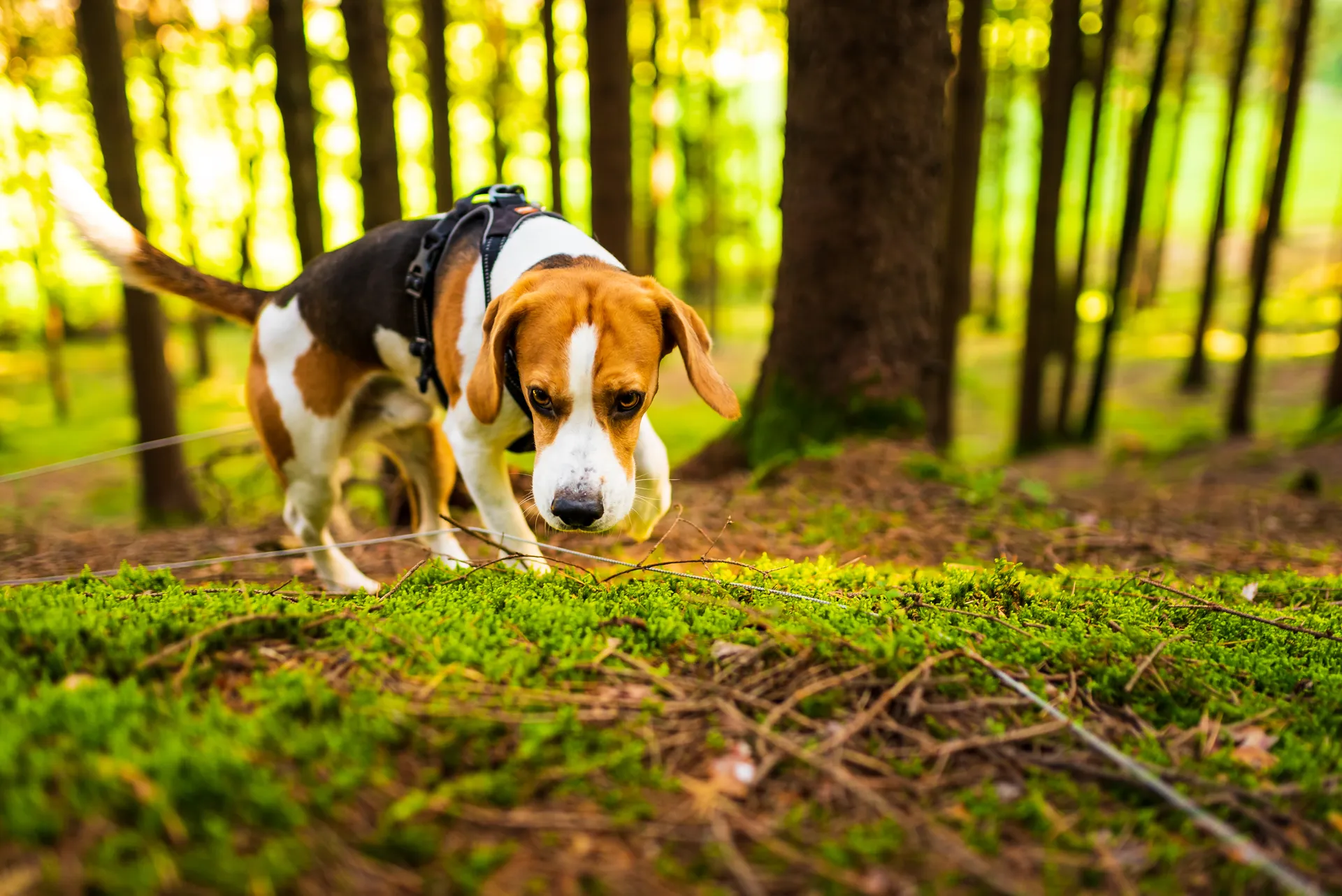 Beagle i skogen