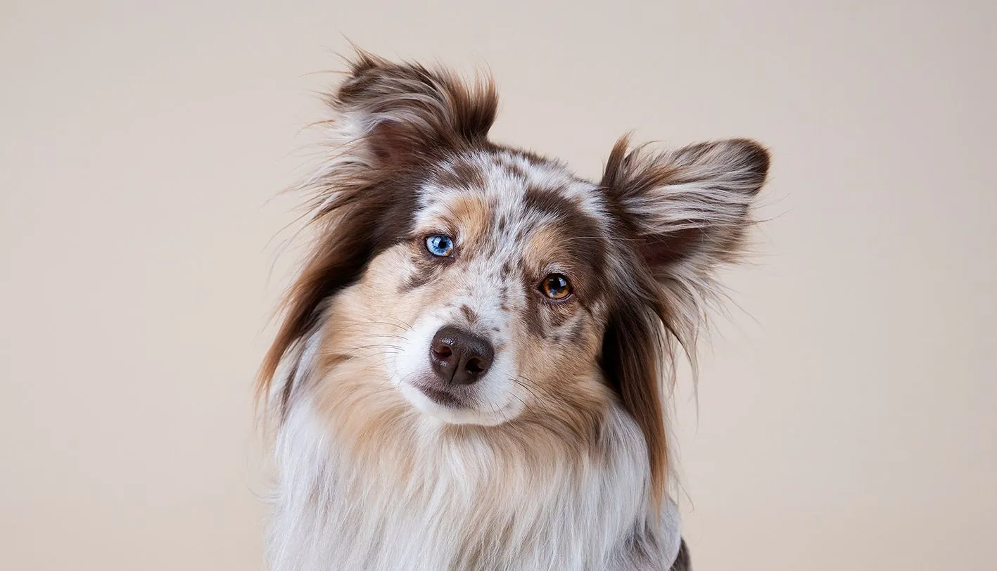 Betalning Hund