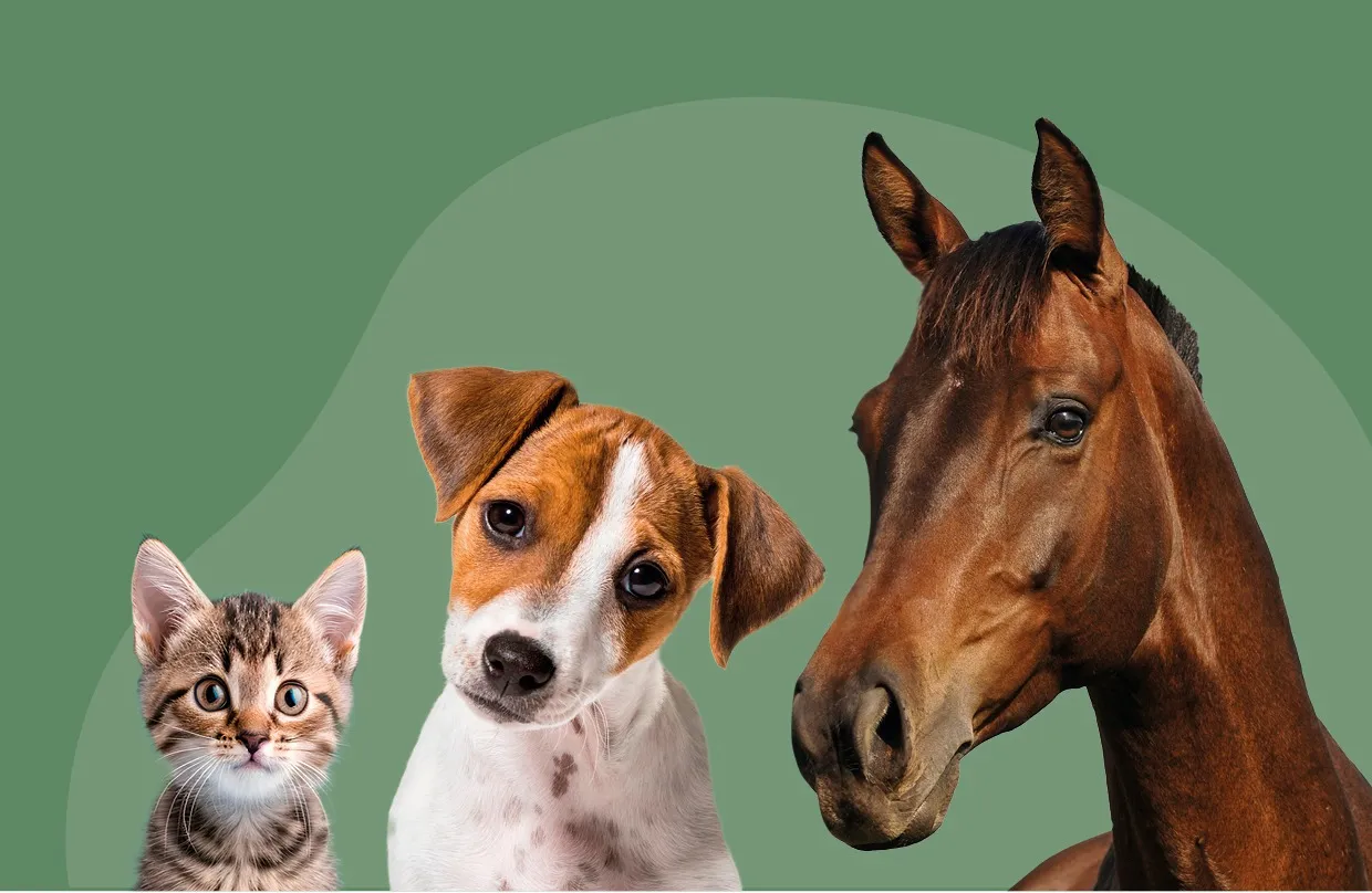 PR rapport Djurägandet