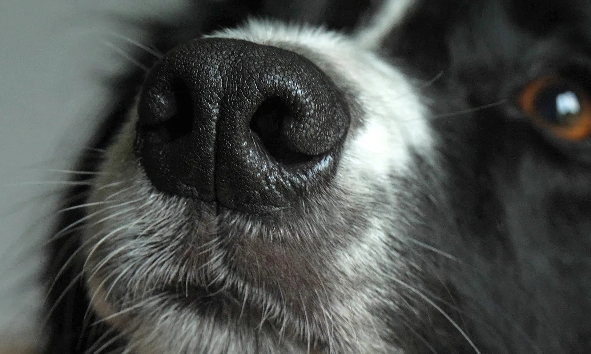 Border collie nos