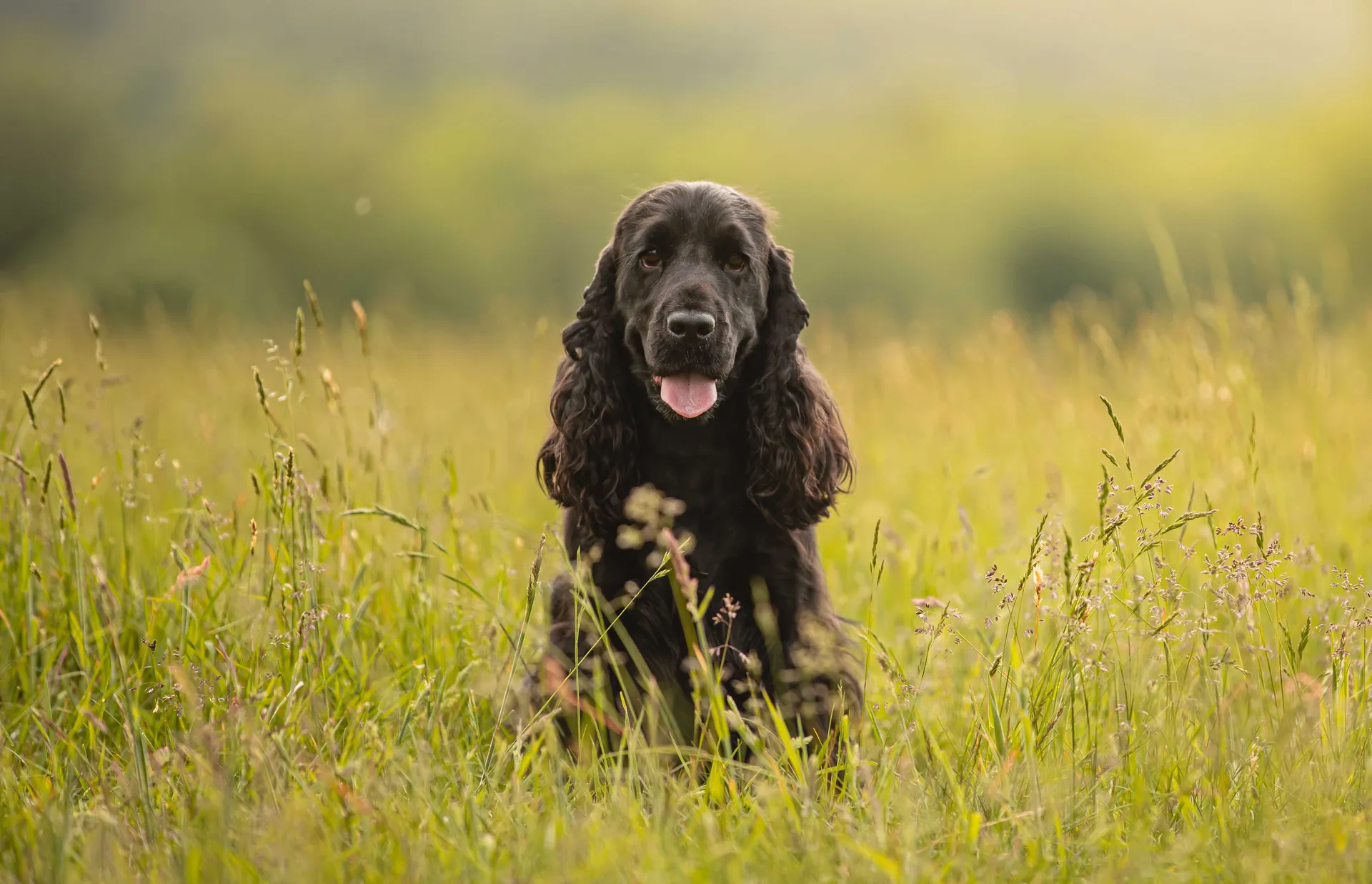 CockerSpaniel