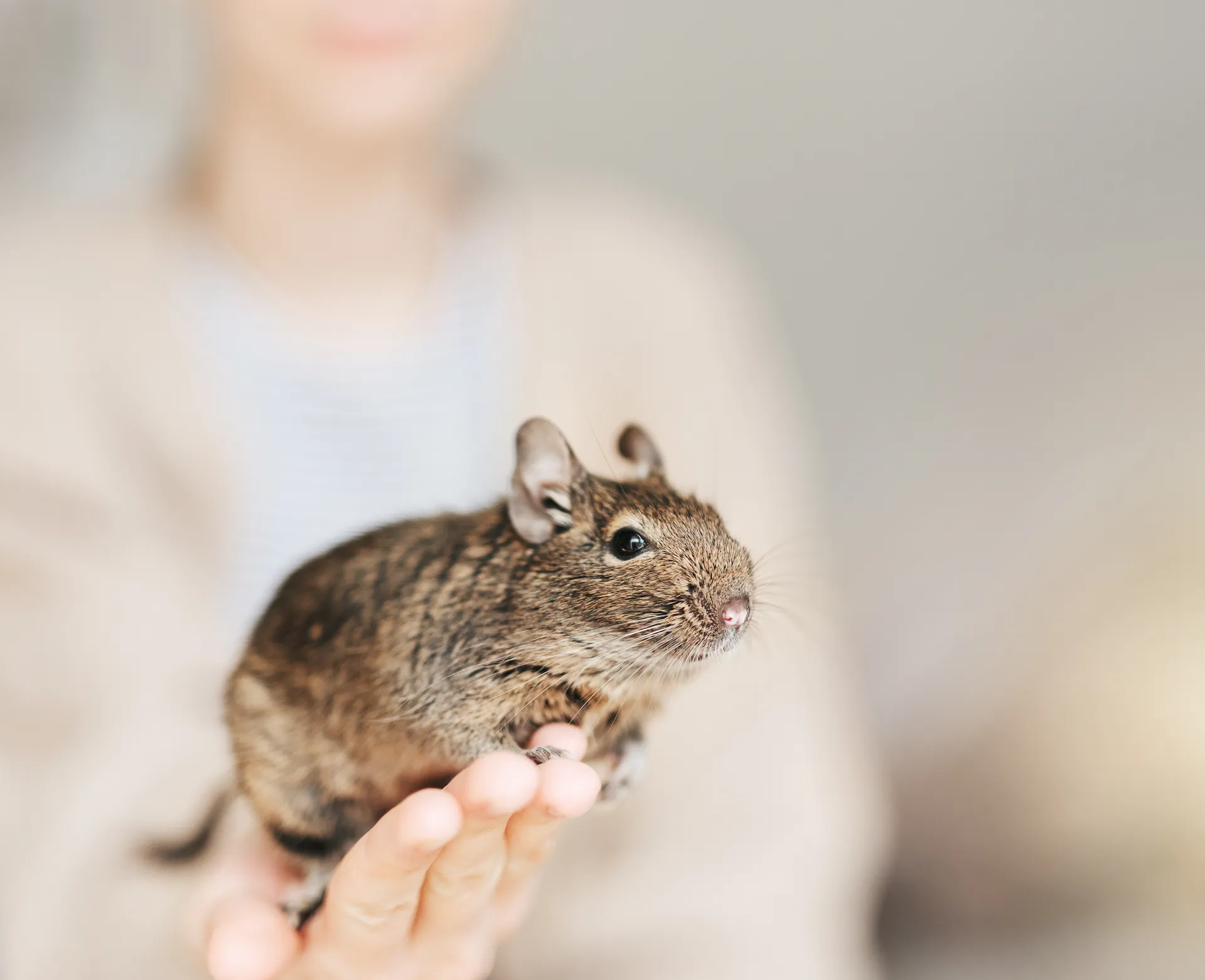 Degu