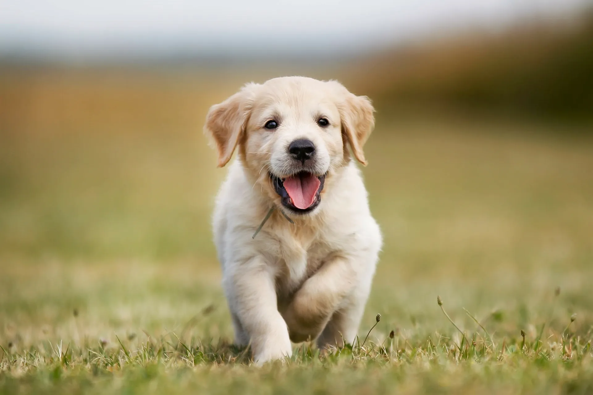 Goldenvalp