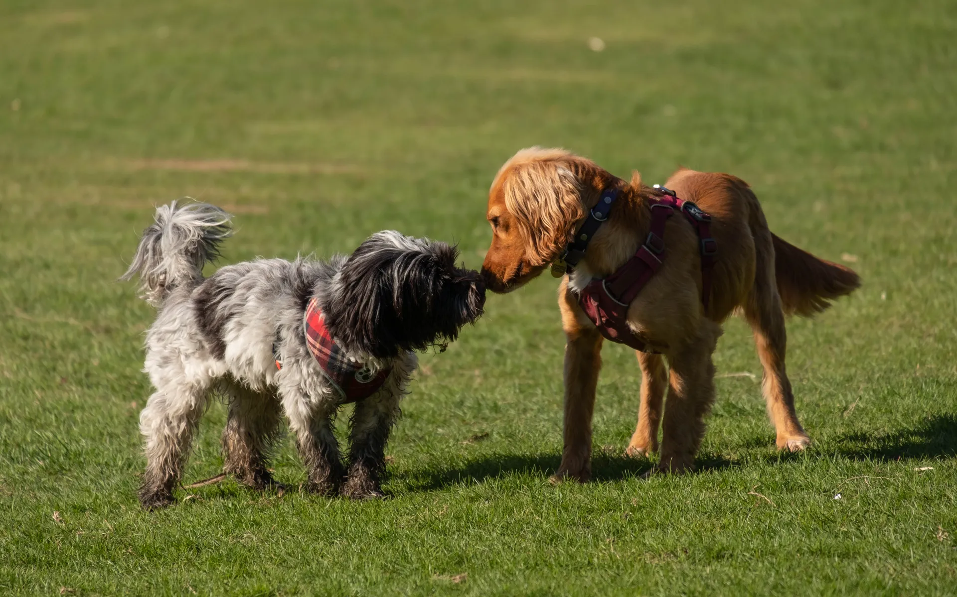 Herpesvirus Hund
