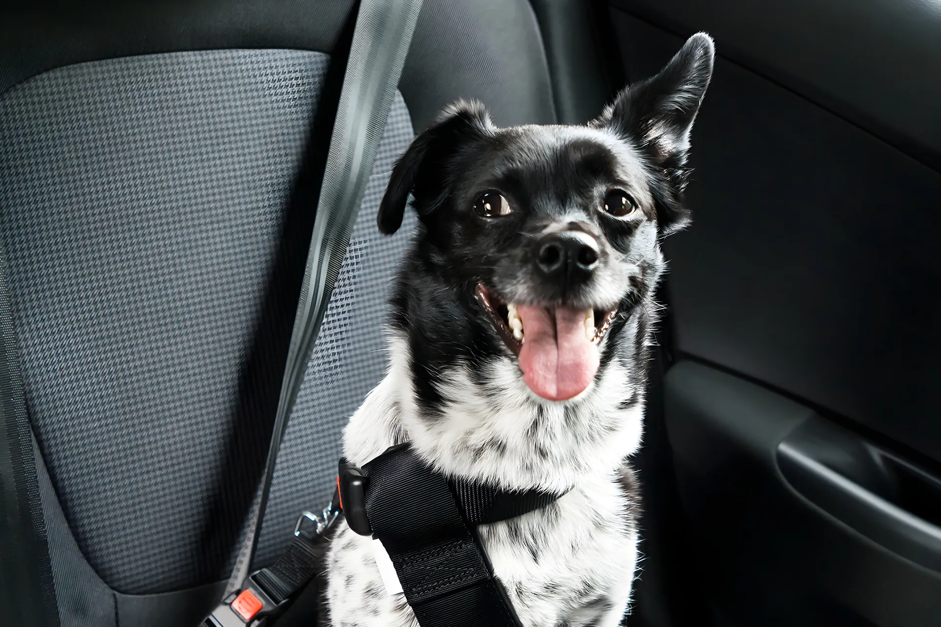 Hund åka bil