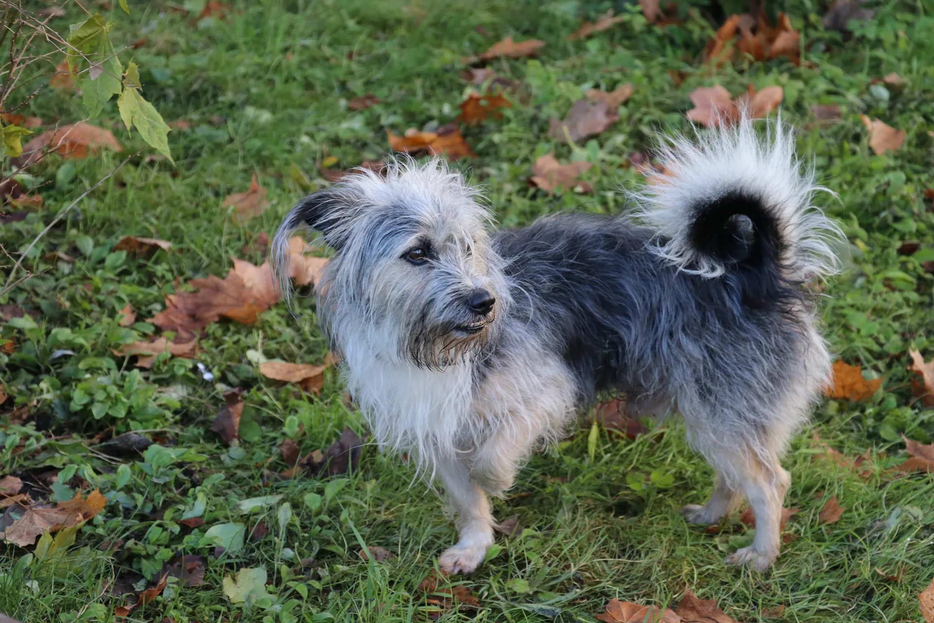Hund Biten