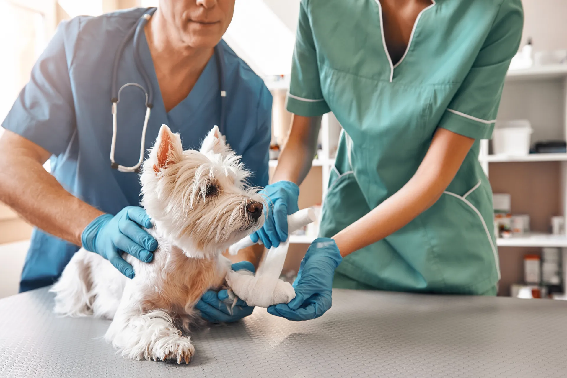 Hund hos veterinär