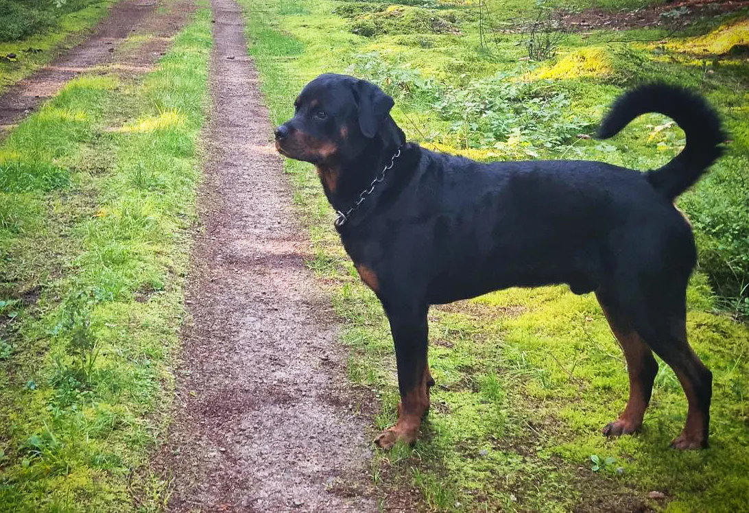 Ipa Rottweiler