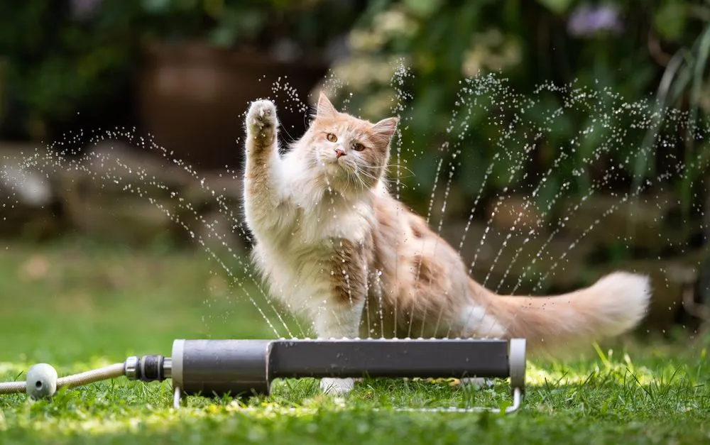 Katt vattenspridare