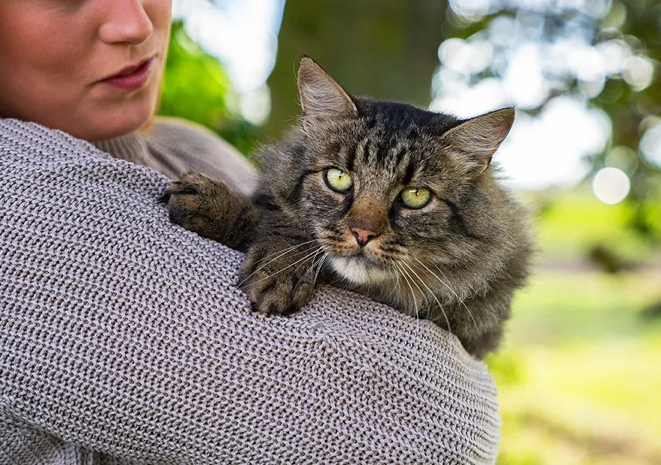 Grå katt i famn