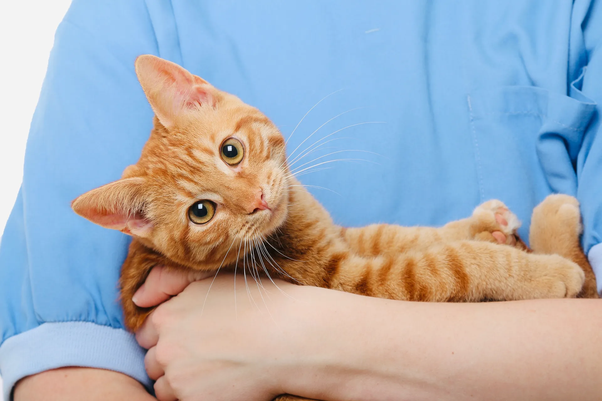 Katter vaccinering