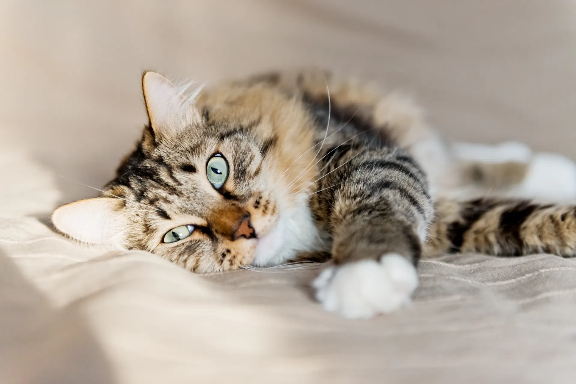 Katt på säng 2