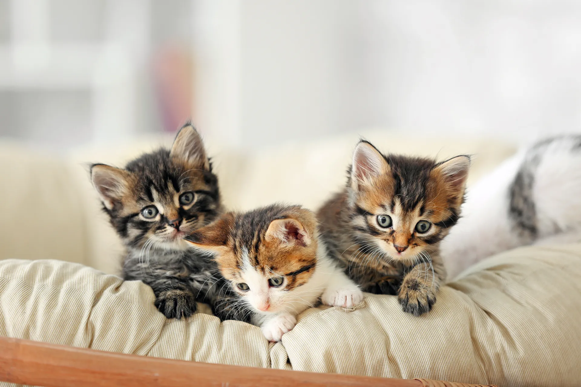 kattungar