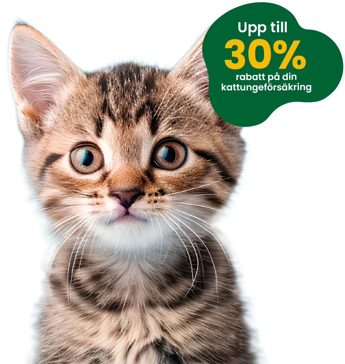 kattförsäkring rabatt