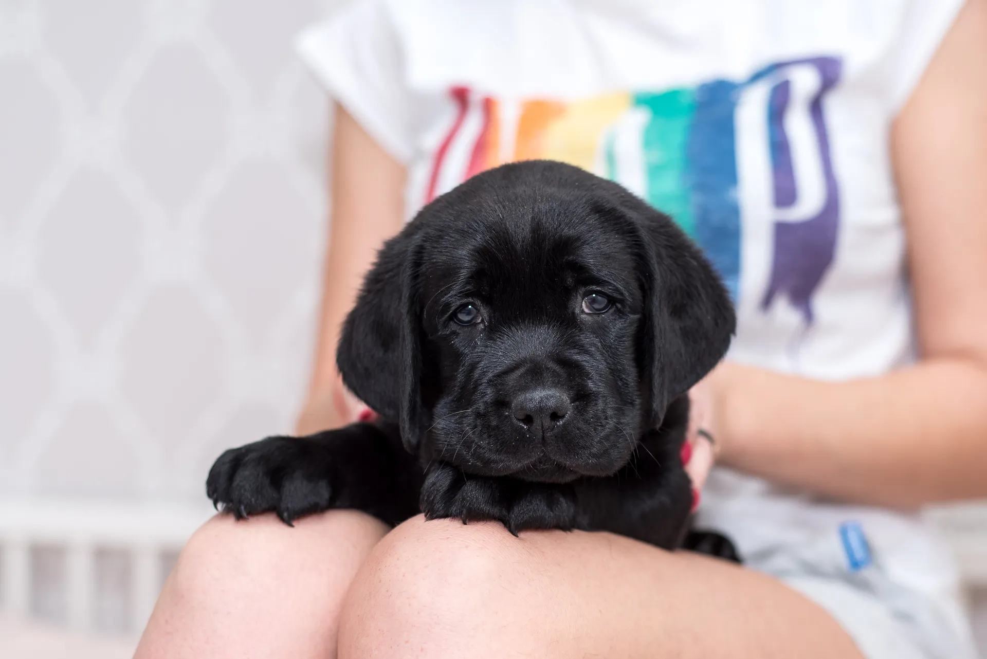 Köpa hund