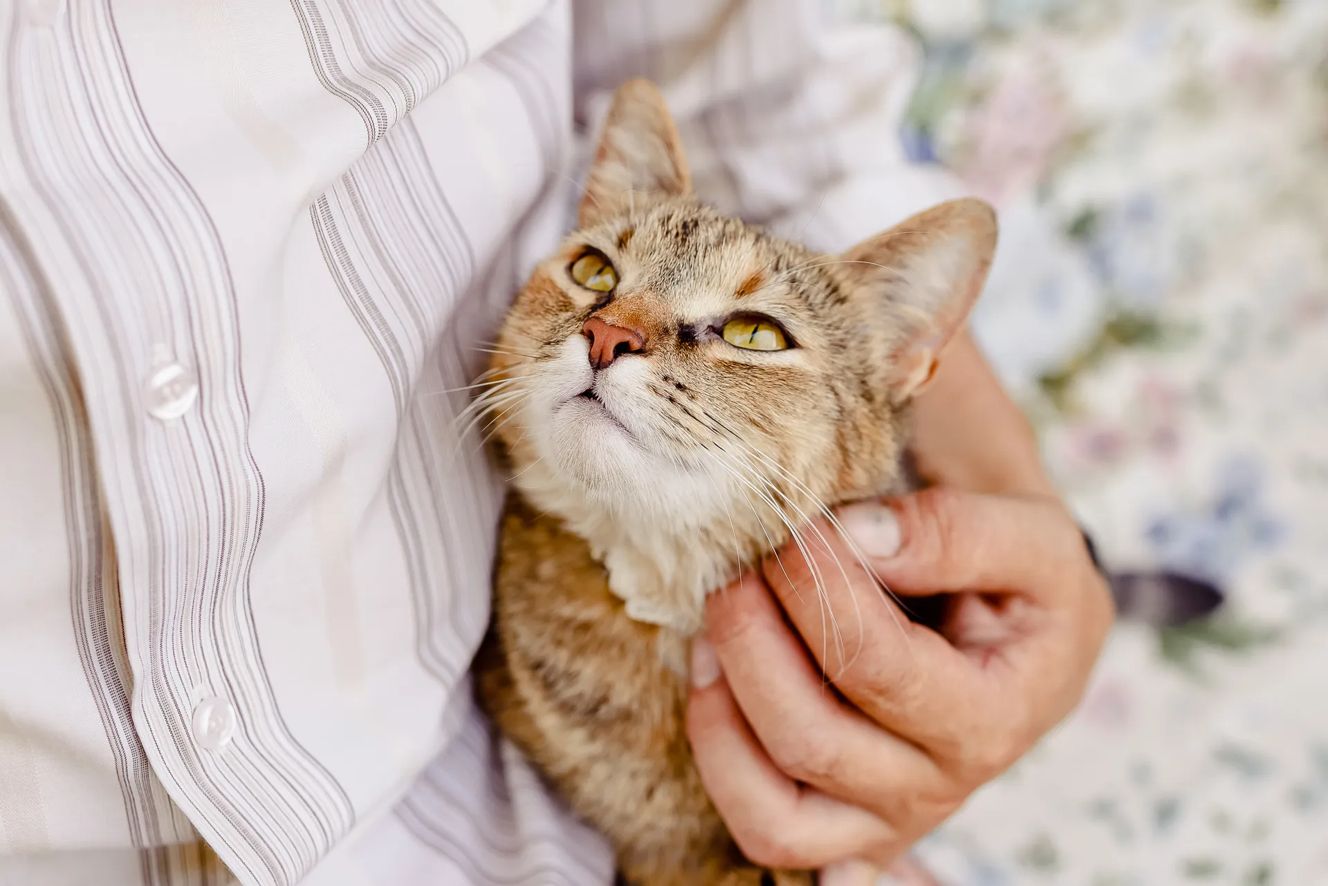 Köpa katt