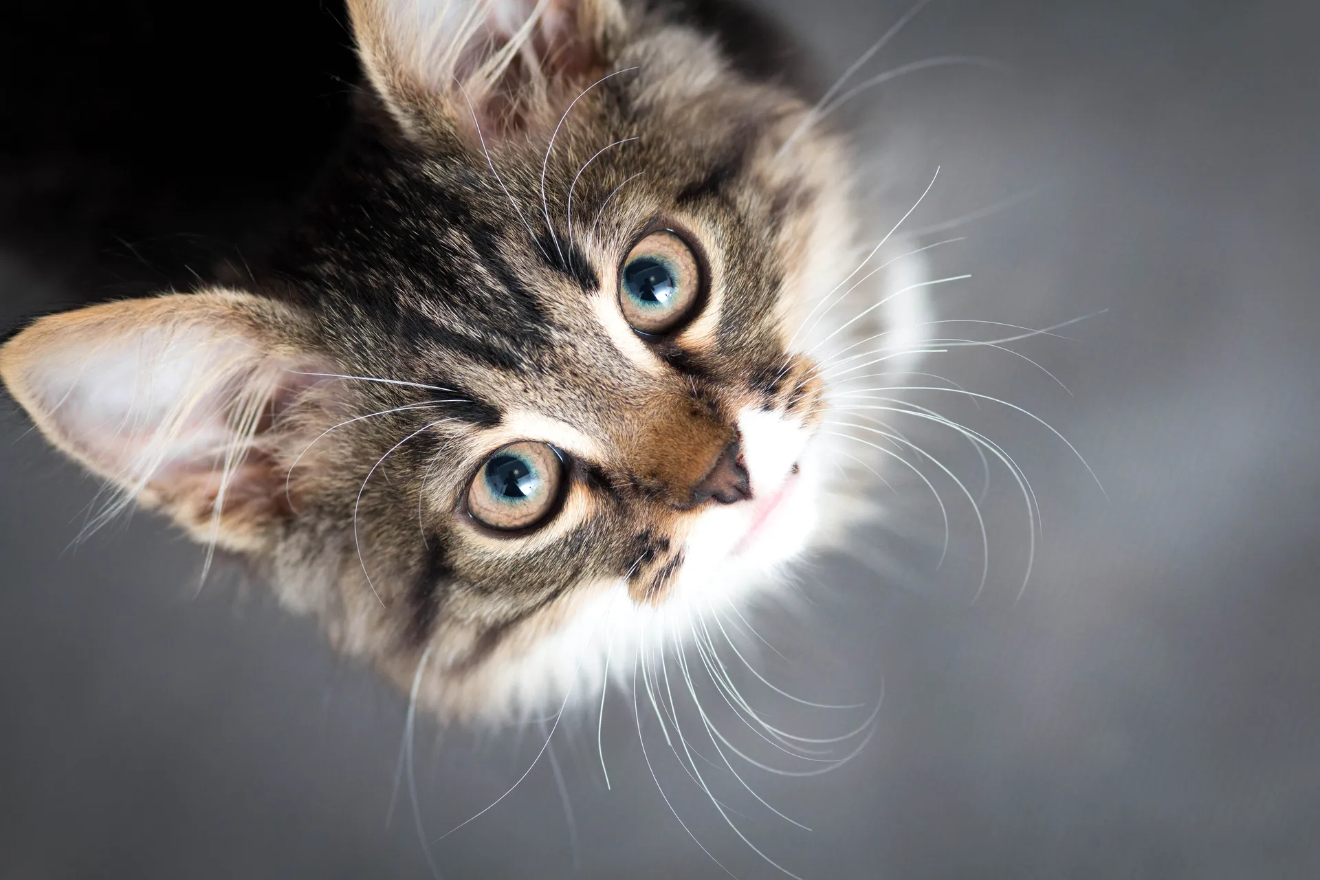 Läkemedel Katt