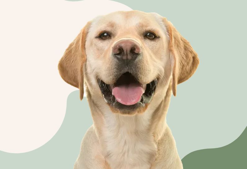 En ägare som klappar sin hund, vilket representerar omsorgen som Sveland Djurförsäkringar erbjuder.