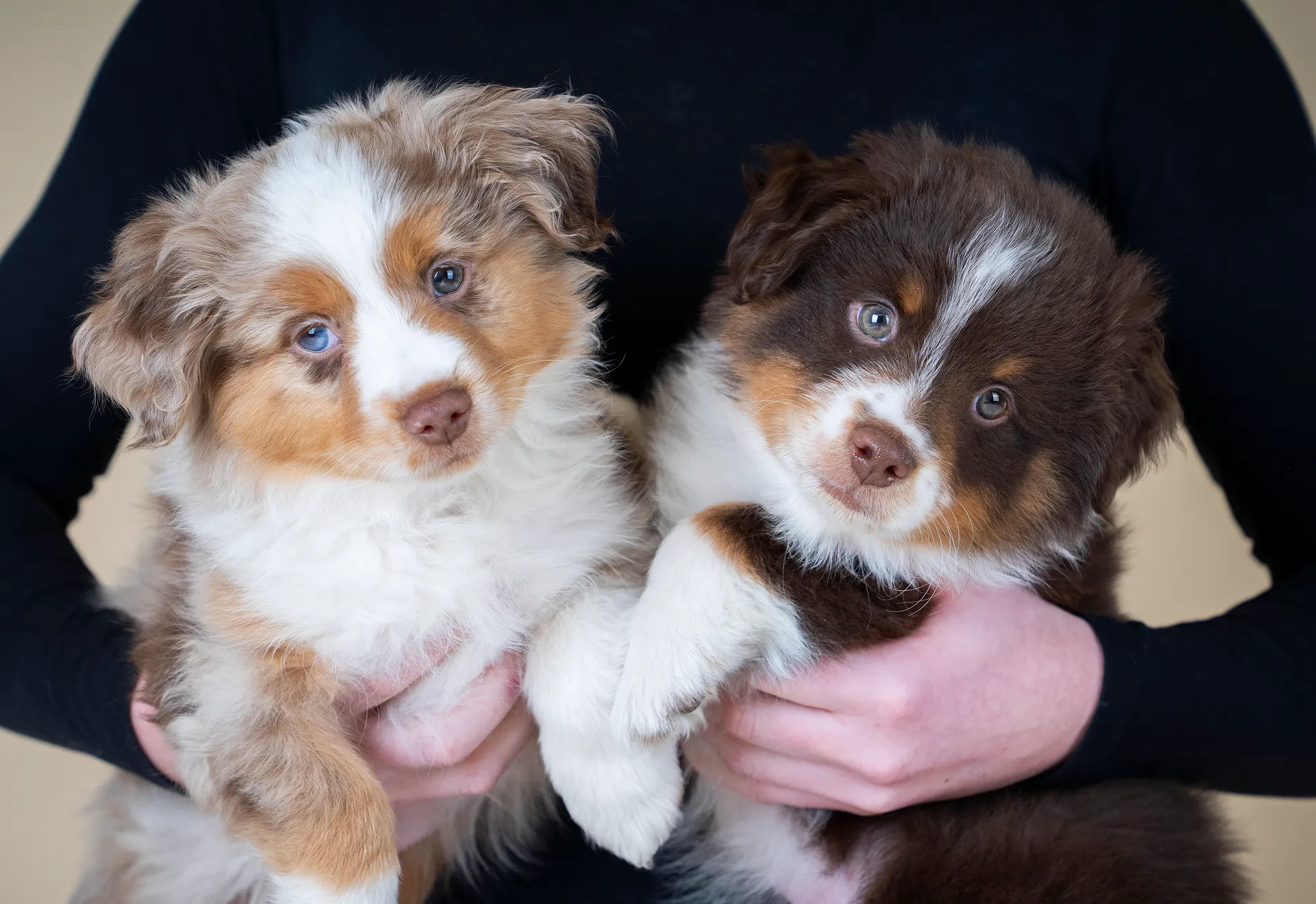 Mimmi bruno mini aussie valpar