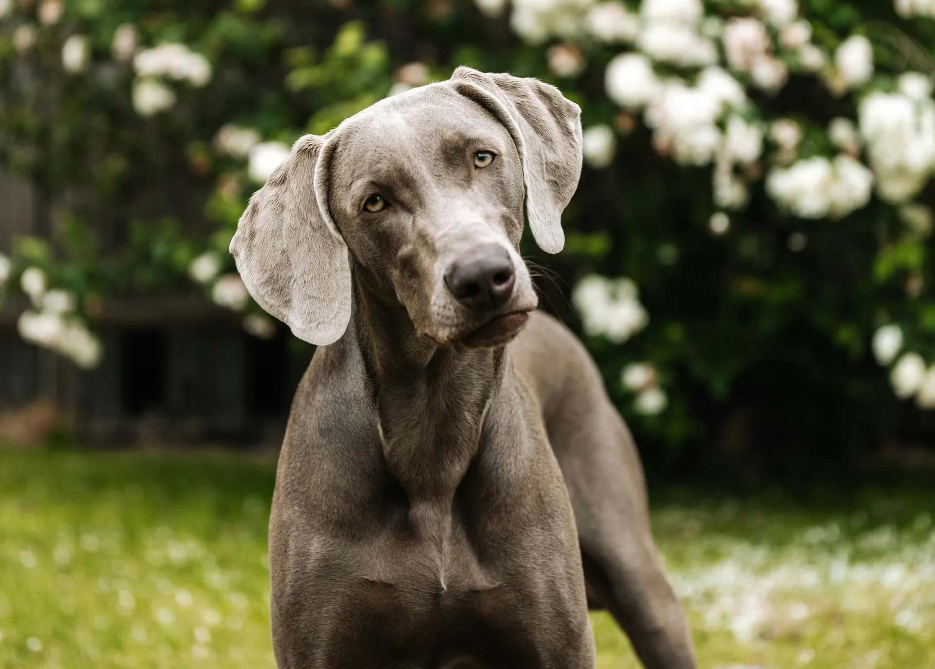 Hund som tittar in i kameran, står ute i en trädgård med grönt gräs och en blommande buske i bakgrunden