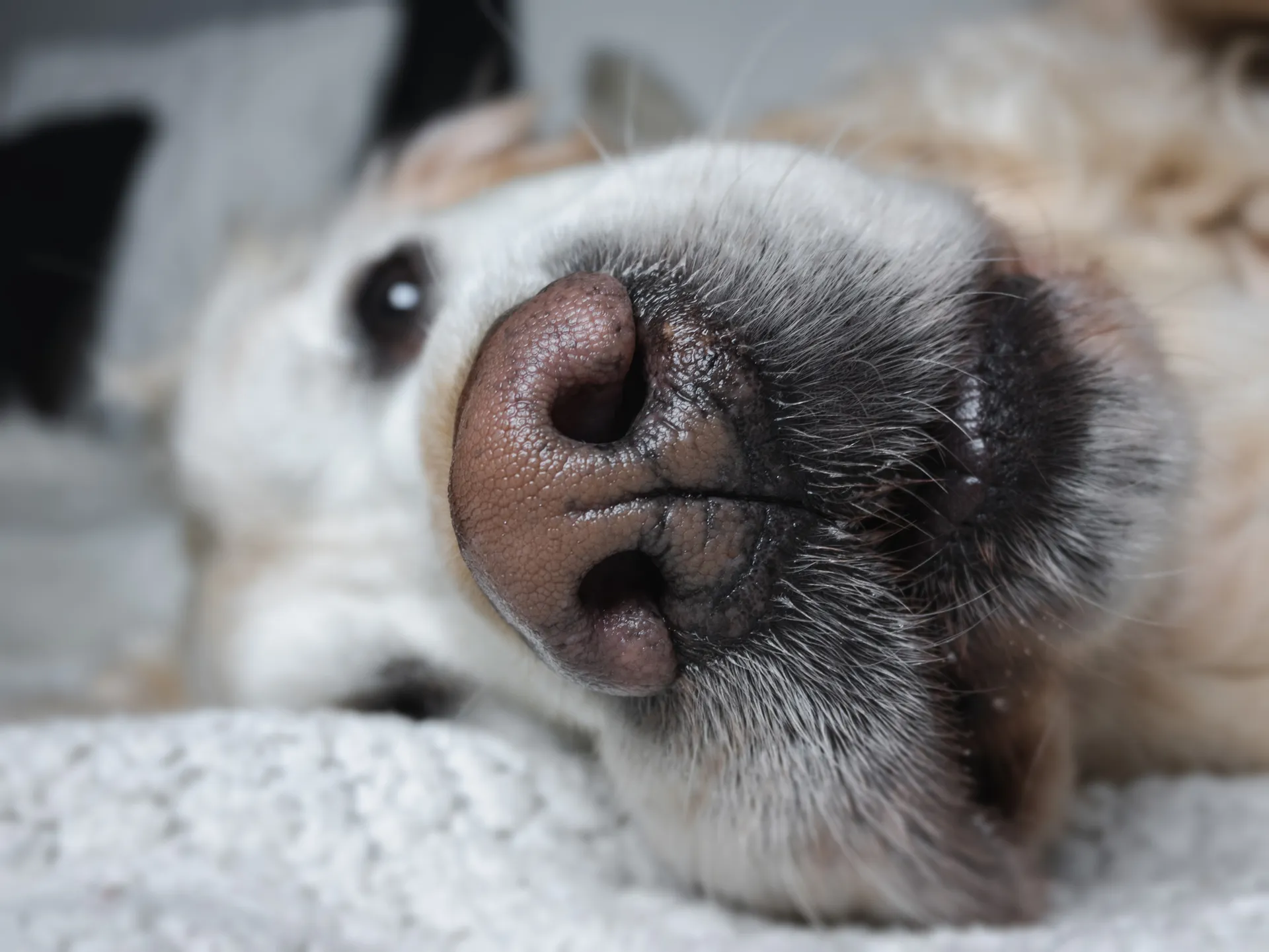 NoskvalsterHund